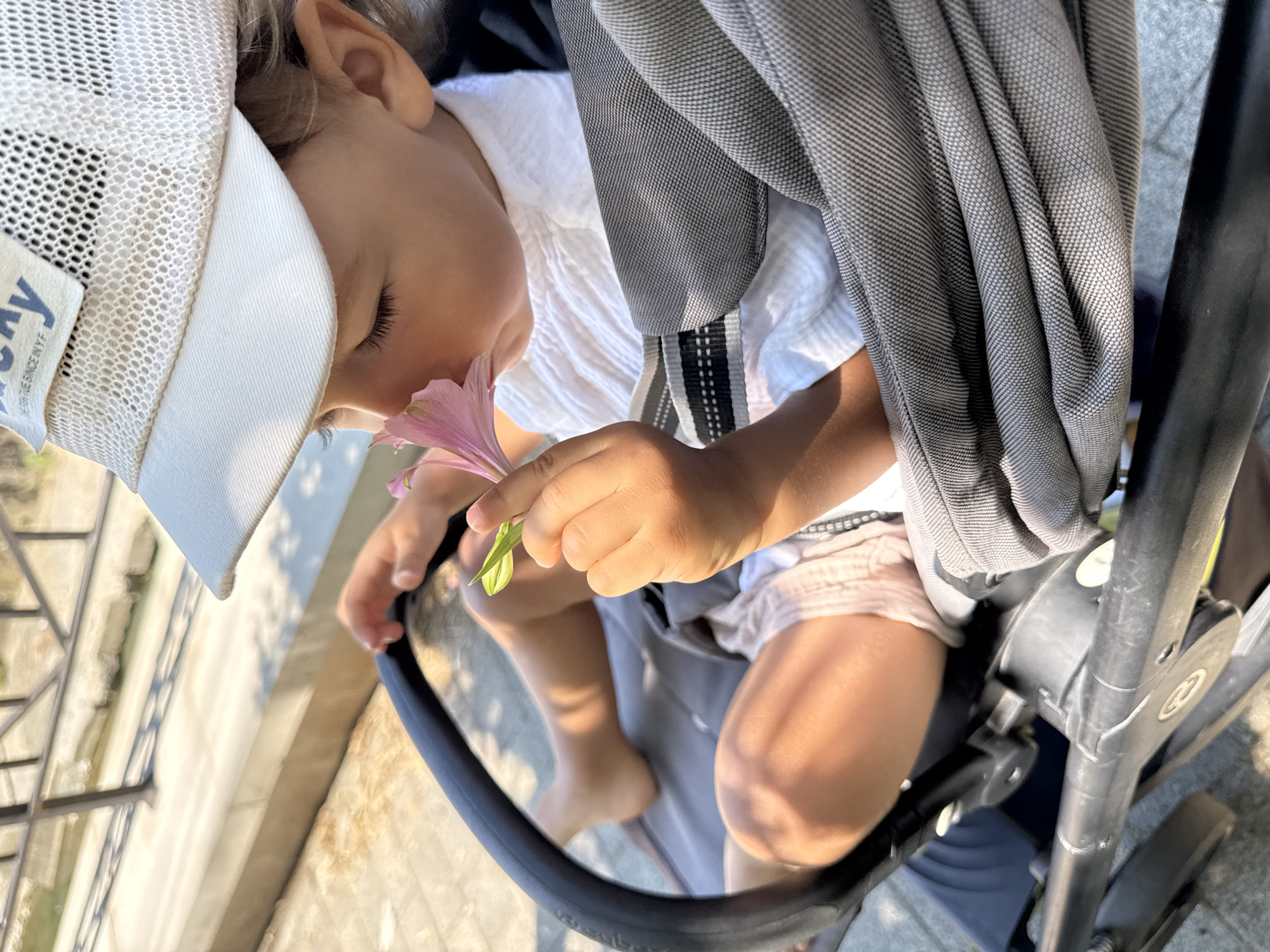 A close-up, overhead shot captures a young child in a stroller, smelling a delicate pink flower. The child, wearing a white cap and a white crinkled top, is seen from the side, with eyes closed and a peaceful expression as they inhale the bloom. They are nestled within a gray stroller, with their legs bare and visible. Sunlight streams down, casting soft shadows on the child's legs and the stroller's fabric.
The stroller's fabric has a textured weave of gray and white stripes. A black handle of the stroller is visible to the right. Part of a metal railing and a stone pathway with shadows can be seen in the background, suggesting an outdoor setting. The image appears to be taken during the day, possibly late afternoon due to the warm, angled sunlight. There is no visible text other than a faint label on the child's cap, which is mostly obscured. The overall mood is serene and captures a tender moment of childhood exploration and connection with nature. The location is identified as Sochi, Russia.