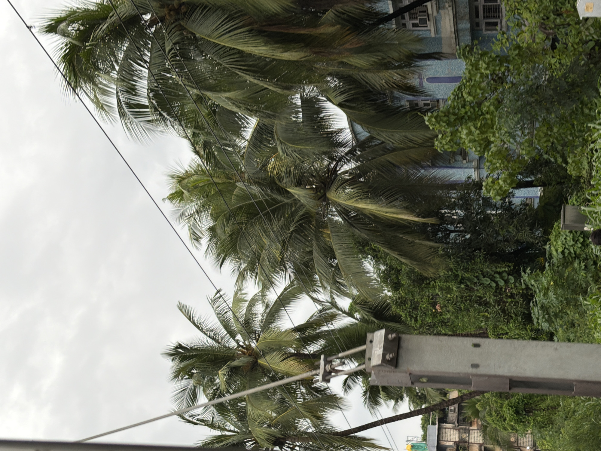 The image captures a street scene in Vasai-Virar, India, under an overcast sky. In the foreground, a tall, grey, metallic utility pole with visible bolts and fixtures is positioned on the left side of the frame. Several palm trees with lush green fronds are prominent throughout the image, some of them obscuring portions of the background.
Behind the utility pole and palm trees, a multi-story building with a blue tiled facade and arched windows is visible. Another building, appearing older and constructed with brick, is partially visible to the far left. The scene is densely vegetated, with a variety of green trees and foliage contributing to the tropical atmosphere. Power lines are strung across the upper part of the frame, intersecting with the palm fronds. No people are clearly discernible in the image. The overall impression is one of a humid, possibly rainy, day in a tropical urban environment.