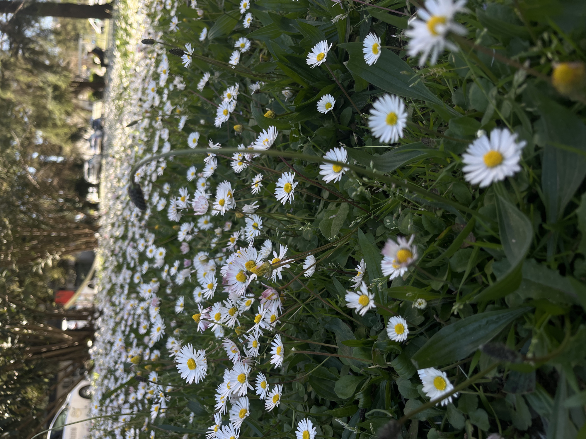 The image shows a field of daisies in Budva, Montenegro. The daisies are white with yellow centers and are growing in a field of green grass. In the background are trees and buildings, one white car and a red building. The photograph is taken from a low angle, looking up at the daisies. The time of day is daytime.