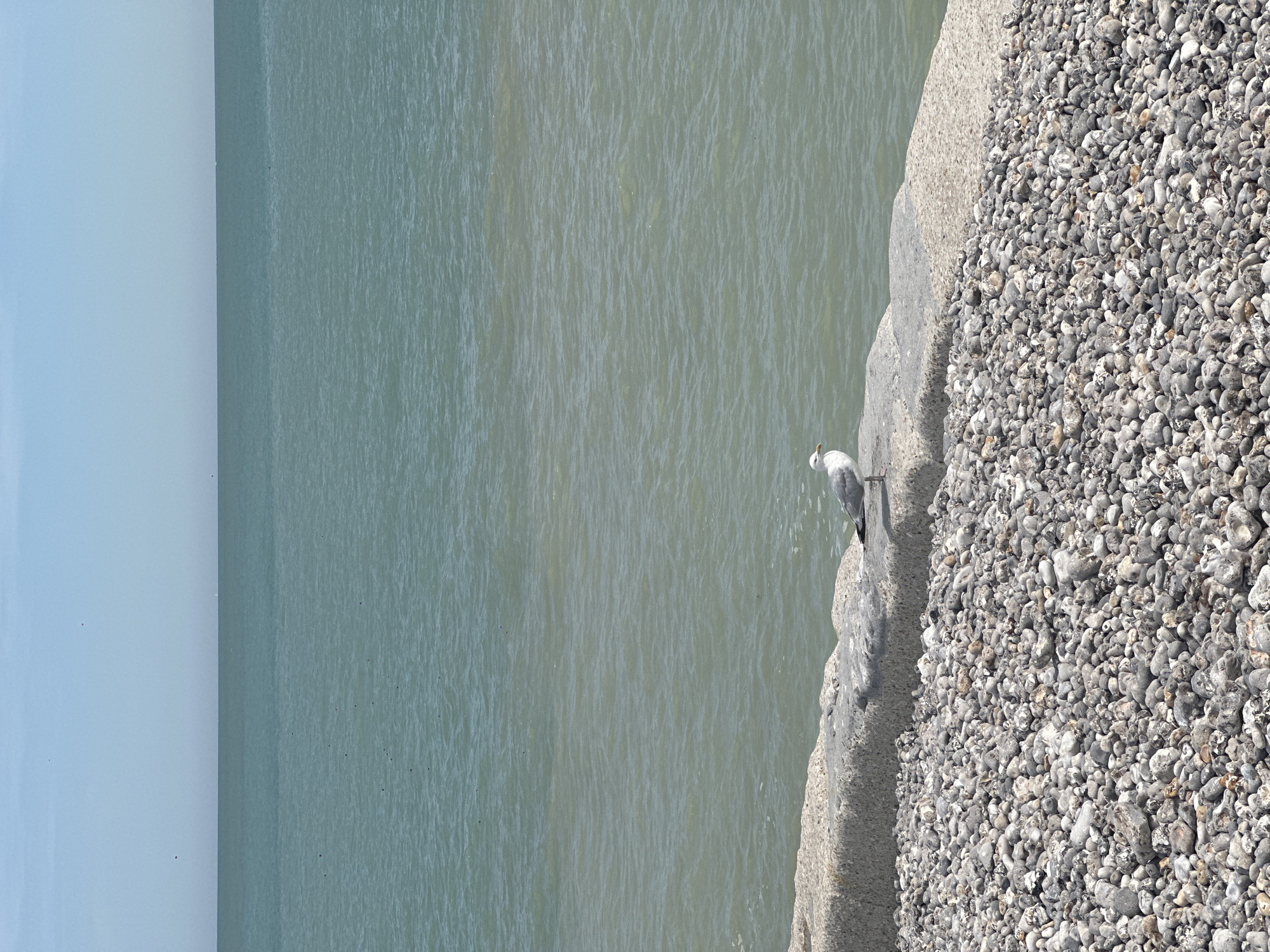 A seagull stands on a concrete sea wall, which is covered in small pebbles. Behind the sea wall, the pale green ocean stretches out to the horizon, meeting a pale blue sky. The ground in front of the sea wall is also covered in a dense layer of pebbles.