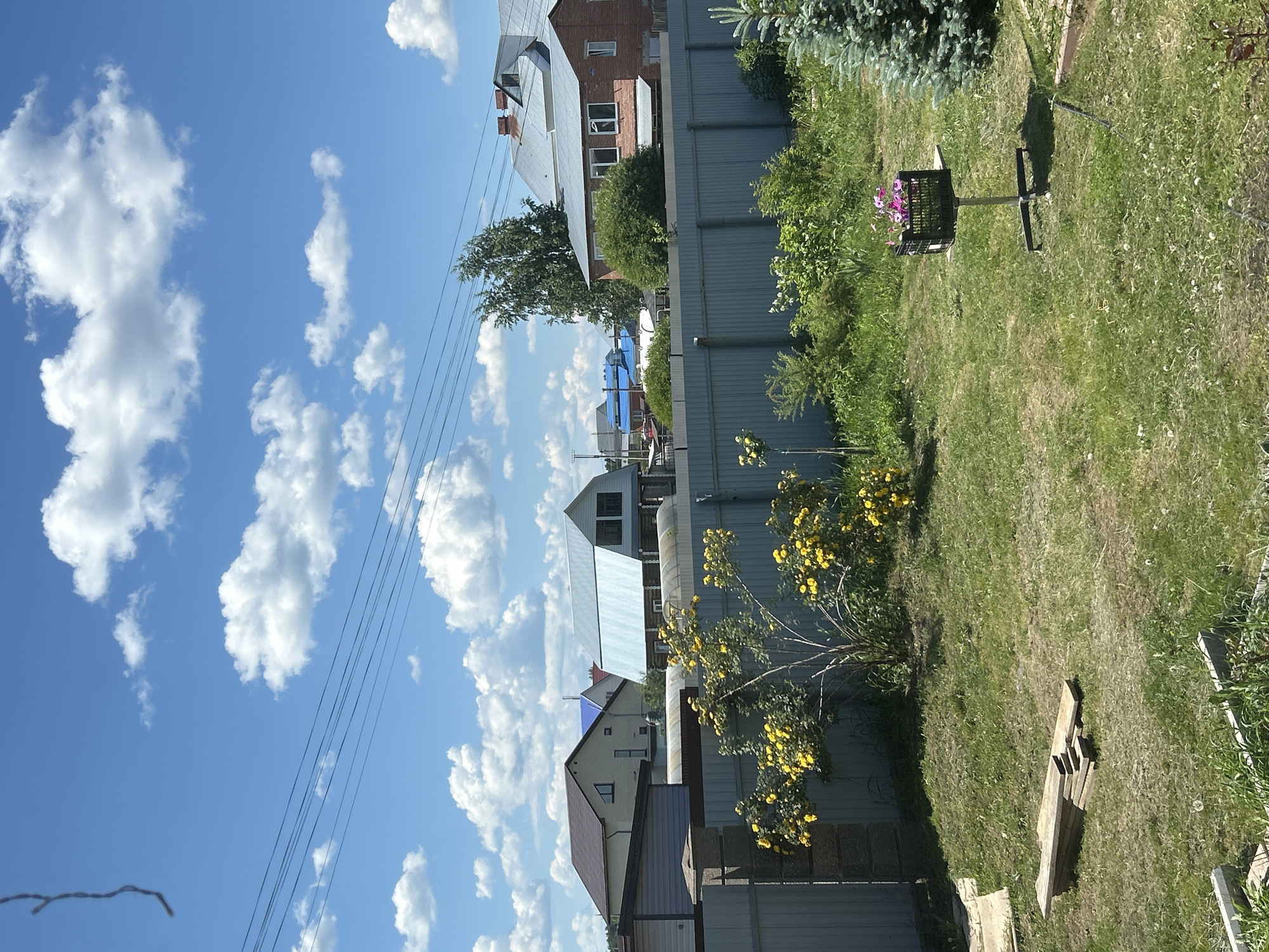 The image depicts a backyard scene in Olkhovka, Russia, under a bright blue sky with scattered white clouds. A light gray metal fence runs horizontally across the middle ground, separating the yard from neighboring properties. Beyond the fence, several houses are visible, characterized by their varying architectural styles and roof colors, including a red brick house with a gray metal roof and a lighter-colored house with a brown roof. Some of the houses have visible windows and chimneys. In the foreground, a well-maintained green lawn is present, with a scattering of dandelions and some patchy areas. On the left side of the lawn, a stack of wooden planks is visible. To the right, a small, dark plastic crate filled with pink flowers sits on a metal stand. A young blue spruce tree is situated on the far right of the image. A bush with yellow flowers is prominent in the left-middle ground, near the fence. Power lines are stretched across the upper portion of the sky. The overall impression is a residential setting on a sunny day.