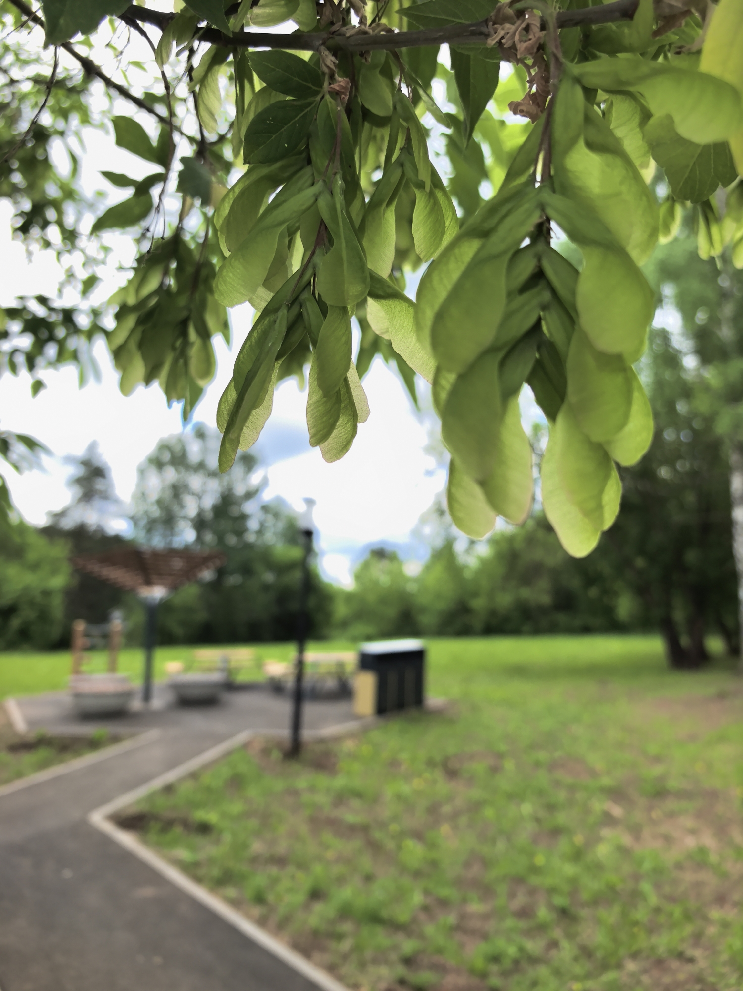 The image depicts a park setting under a tree with bright green samaras hanging down. A paved pathway leads toward a seating area with benches under a shaded structure. The grass is green and there are scattered trees in the background. A dark trash receptacle is visible to the right of the pathway. The location is not explicitly discernible.