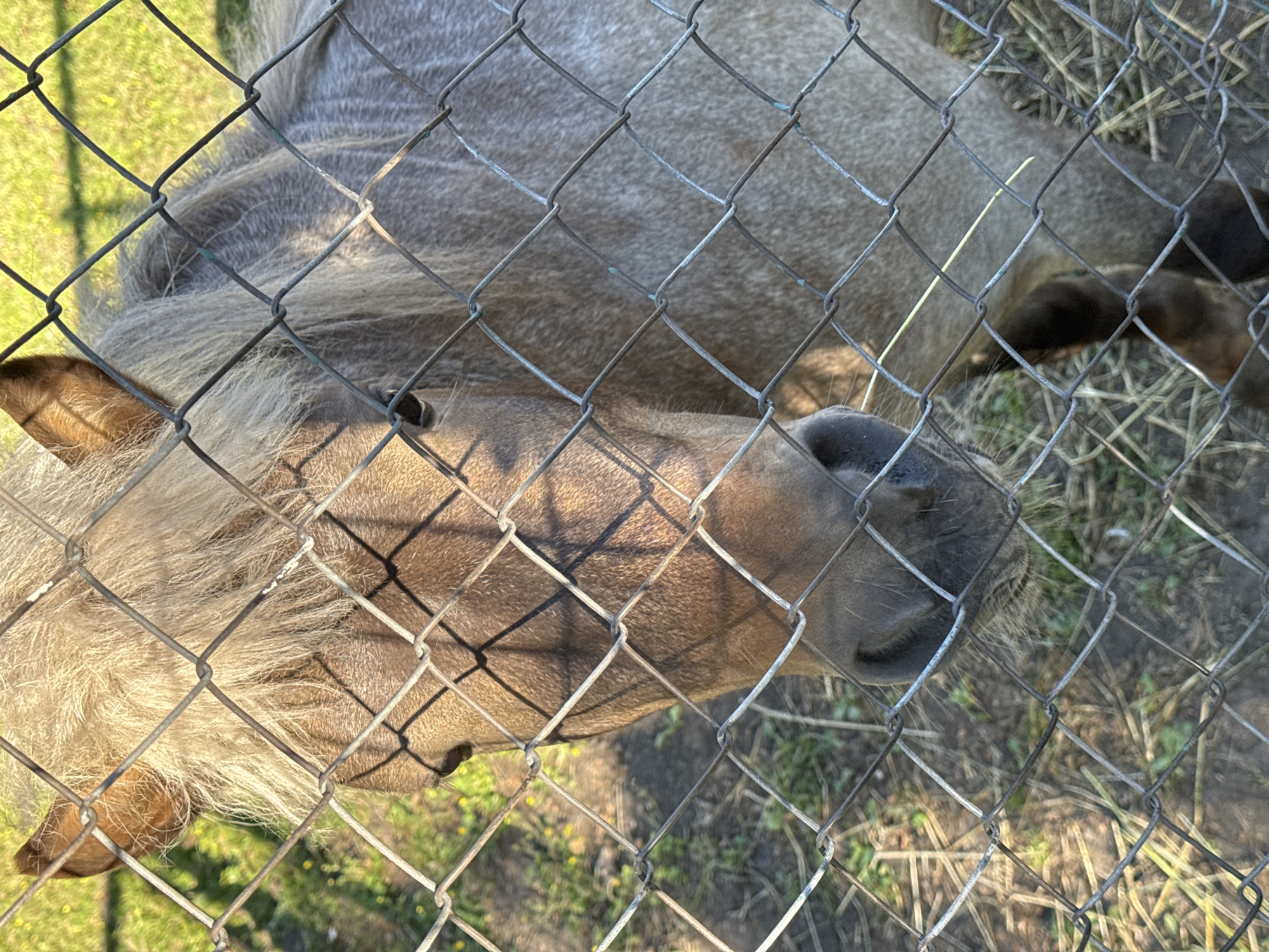 A close-up, head-on, medium shot captures a light brown horse behind a diamond-patterned wire fence. The horse's mane, a lighter blonde color, falls across its forehead, obscuring part of its face. Sunlight highlights the horse's face, creating dappled shadows from the fence. The horse's dark eyes are visible, and its nose is prominent. The background shows a grassy area with some dry straw or hay on the ground, suggesting an outdoor enclosure. The fence is the primary focus, with the horse appearing behind it.