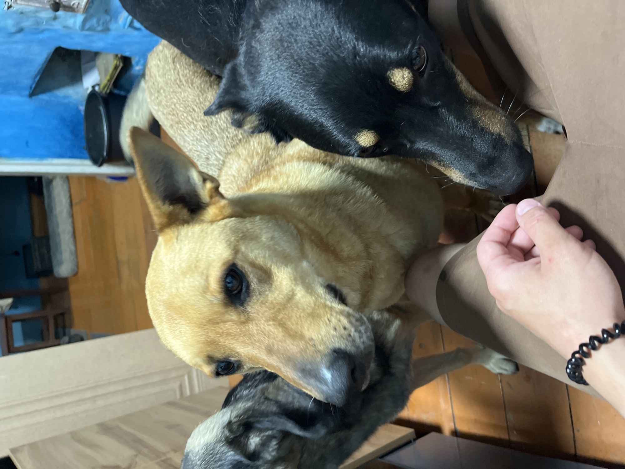The image captures an indoor scene in Nizhny Tagil, Russia, featuring three domestic dogs and a human hand. The central subject is a medium-sized dog with light brown or golden fur, its head and upper body visible, looking towards the lower right. To its left, partially visible, is a dog with dark grey or brindled fur. To the right of the central dog, a black dog with tan markings on its face and chest is prominently featured, its snout close to a human hand extended from the lower right of the frame. The human hand, with visible knuckles and fingers, is holding a small, light-colored object, likely food, and is adorned with a black spiral-shaped hair tie or bracelet on the wrist.
The dogs are positioned around what appears to be a human leg, indicating close proximity and interaction. The flooring consists of light-colored wooden planks. In the background, to the left, a light-colored wooden door frame or paneling is visible. To the right, a section of a vibrant blue wall, possibly painted brick or concrete, is present. A black bucket rests on the floor against this blue wall, and beyond it, a light-colored dog bed or mat is discernible. A dark brown piece of furniture is partially visible in the lower-left foreground. The lighting suggests an interior setting during daylight hours.