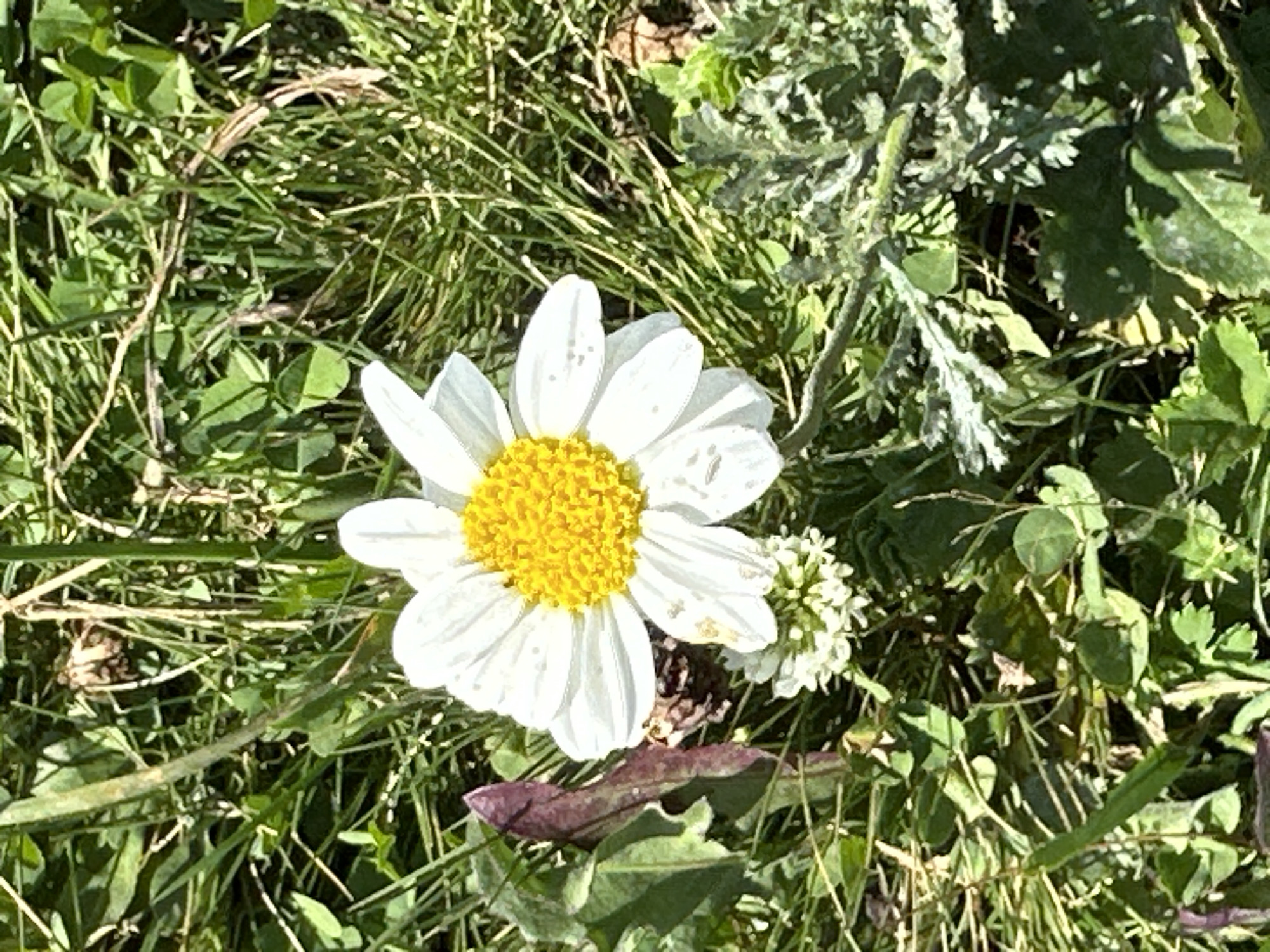 A single white daisy with a yellow center is in full bloom, set against a backdrop of green grass and other foliage. The daisy's petals are spread wide, with a few subtle blemishes visible on some of them. In the lower left quadrant, a purplish-red leaf is partially visible, contrasting with the vibrant green of the surrounding vegetation. Below and slightly to the left of the daisy, a small cluster of tiny white flowers adds a delicate touch to the scene. The overall environment appears natural and somewhat untamed, suggesting an outdoor setting. The image was taken in Lunnaya Polyana, Russia.