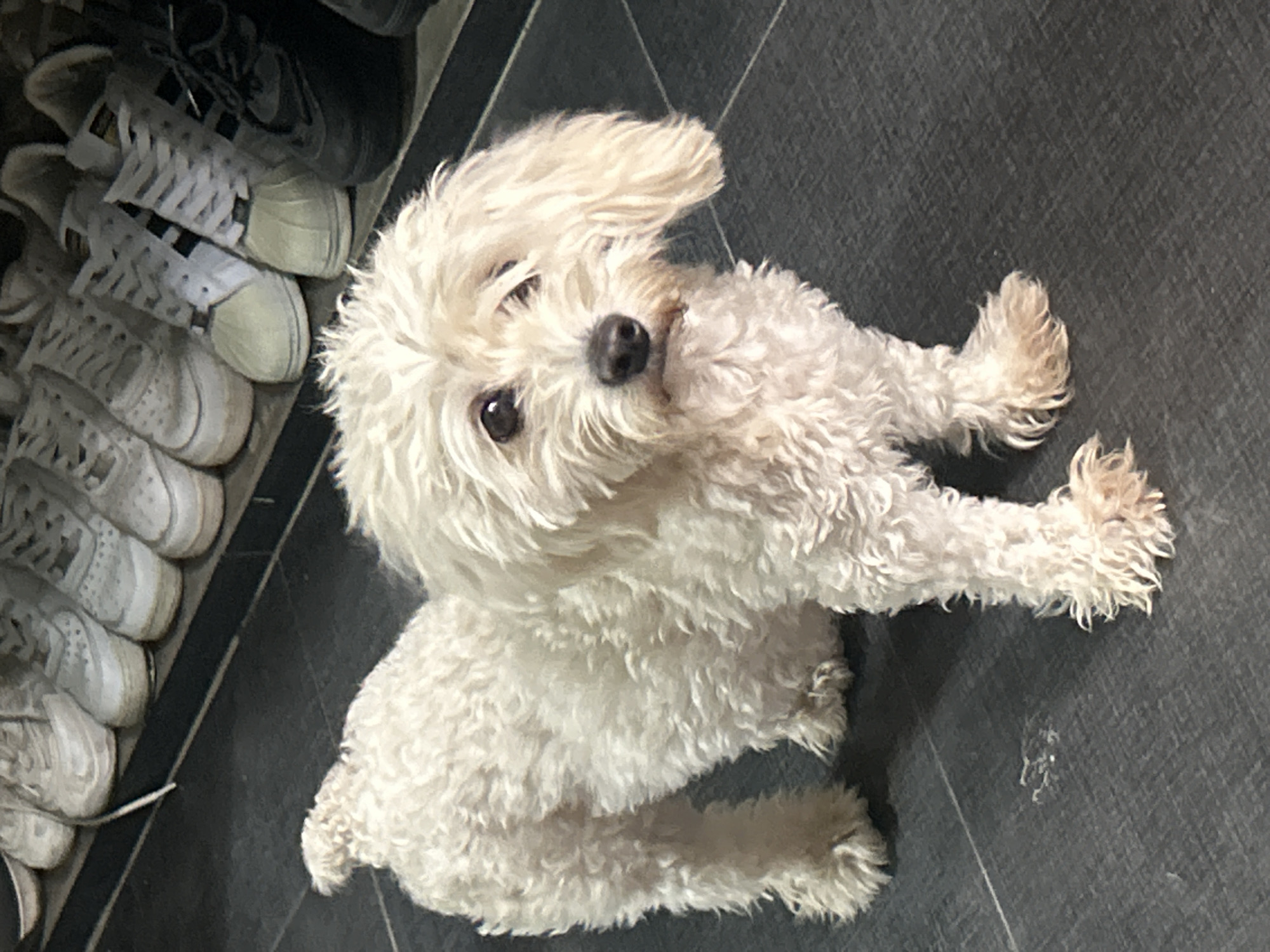 A fluffy white dog stands on a dark gray tiled floor in front of a shelf of shoes in Juan Griego, Venezuela. The dog is facing the camera, with its head tilted slightly to its right. Its fur is curly and appears a bit unkempt. The dog has dark eyes and a black nose. Behind the dog, a shelf displays several pairs of white and black sneakers. The lighting suggests an indoor environment, possibly a home or a store. The floor tiles are large and rectangular, laid in a linear pattern.