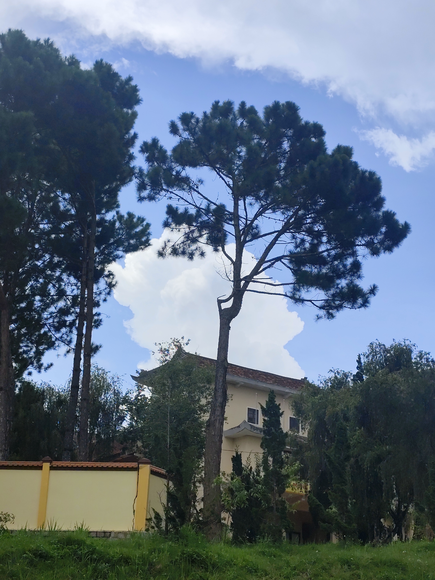 A tall pine tree is silhouetted against a cloudy blue sky in the foreground. Behind it, a pale yellow building with a reddish-brown tiled roof is partially obscured by a dense arrangement of various green trees and shrubs. To the left of the building is a low yellow wall topped with a terracotta-colored border. The ground in the foreground is covered with green grass. The building's architecture appears to be influenced by Vietnamese styles, with upward-curving eaves visible on the roof. The scene suggests a serene, possibly religious or cultural site, given the building's design and the surrounding lush vegetation. The lighting indicates it is daytime, with diffused sunlight filtering through the clouds.