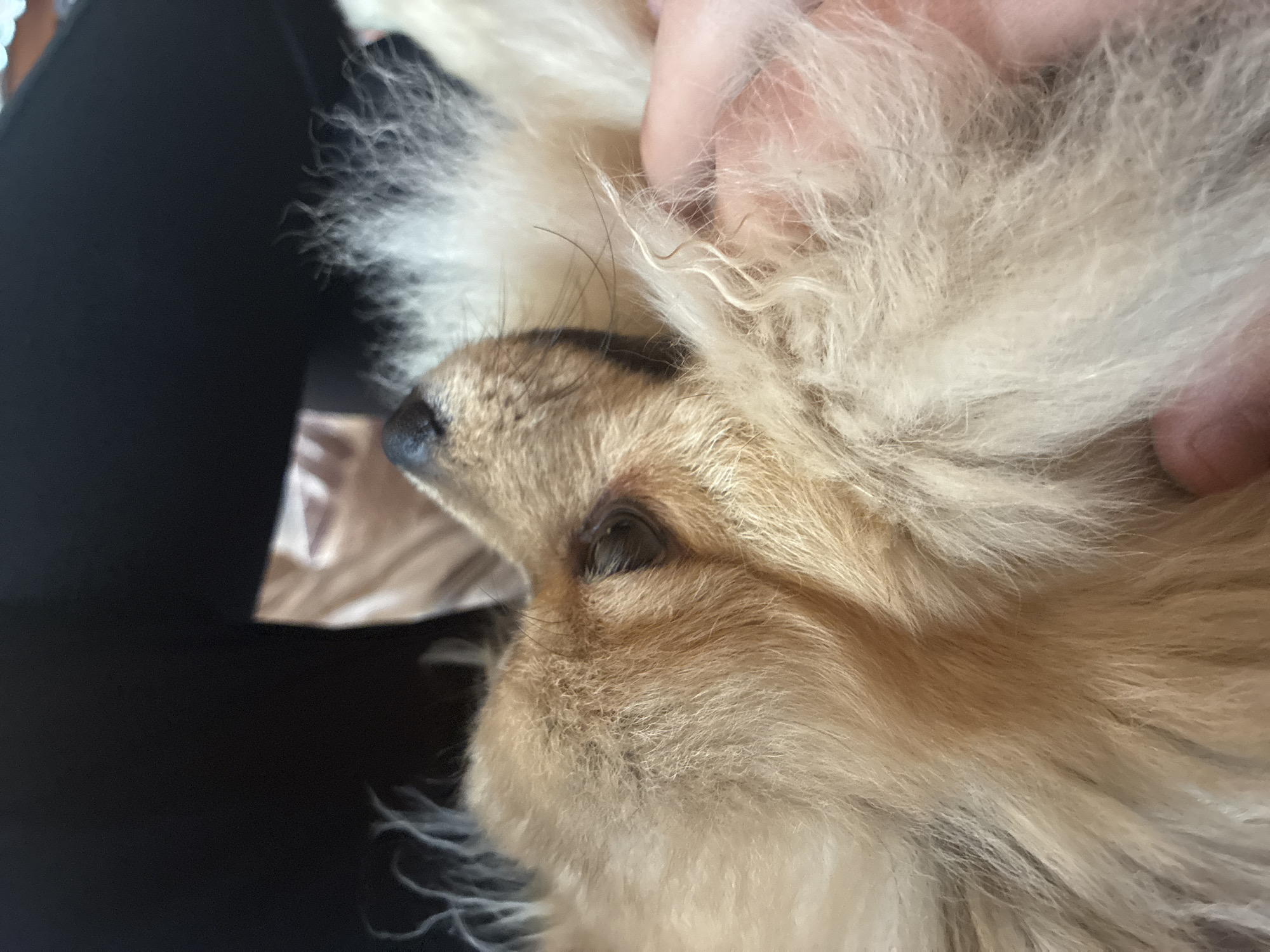 The image presents a close-up, slightly diagonal view of a small, long-haired dog, likely a Pomeranian or similar breed, in an indoor setting. The dog's head occupies the central and right portion of the frame, showcasing its fluffy, dense fur, which is predominantly tan and cream-colored with some darker individual strands visible. Its dark, wet-looking nose is on the left, and one dark eye is partially open, conveying a calm, relaxed, or sleepy expression. A faint reddish-brown discoloration is visible beneath the eye, possibly tear staining.
A human hand, with visible fingers, is gently interacting with the dog's fur near its head and neck, suggesting a comforting or petting gesture. The fur appears soft and is slightly disturbed by the hand's presence. The dog is resting on a dark, indistinct fabric, possibly clothing or a blanket, which forms the background on the left side of the image. The lighting indicates an indoor environment. The overall mood is one of peace and affection between the dog and its human companion. There is no visible text in the image. The location context is Plovdiv, Bulgaria.