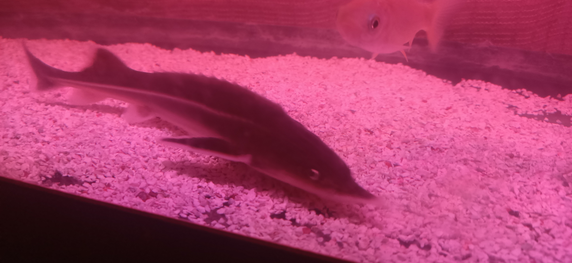 An aquarium contains two fish. The primary subject is a dark-colored fish with a streamlined body, a distinct dorsal fin, and a lighter underside. It is positioned in the foreground, swimming over a bed of small, pinkish-white pebbles. A second, lighter-colored fish is visible in the upper right portion of the image, out of focus. The aquarium is illuminated with pinkish lighting. The location is Unknown, Unknown.