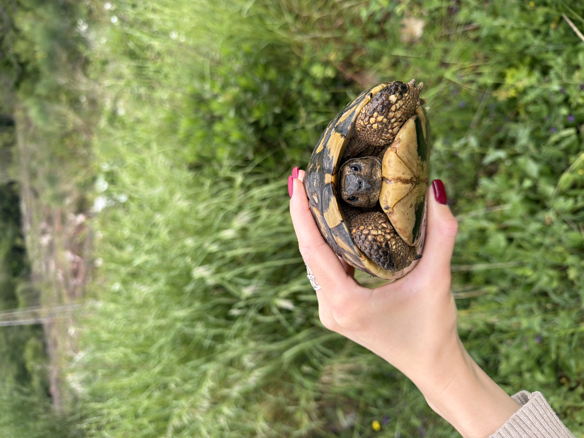 A person is holding a tortoise in their hand, likely outdoors. The background is a field of green grass and plants. The hand has red nail polish and a ring on one of the fingers. The location may be Budva, Montenegro based on the prompt.