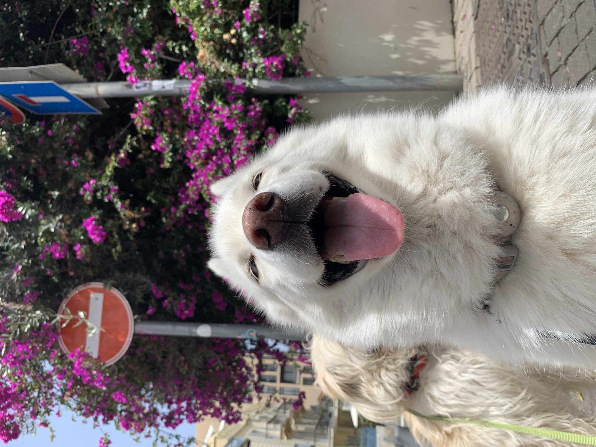 The image is a close-up shot of a white Samoyed dog panting with its tongue out. It is wearing a collar and is standing next to a street sign and blooming bougainvillea bushes with vibrant purple flowers. The location is likely Tel Aviv, Israel, based on the architecture and street signs visible in the background. Another dog is partially visible in the lower part of the photo. The scene seems to be outdoors, on a sunny day.