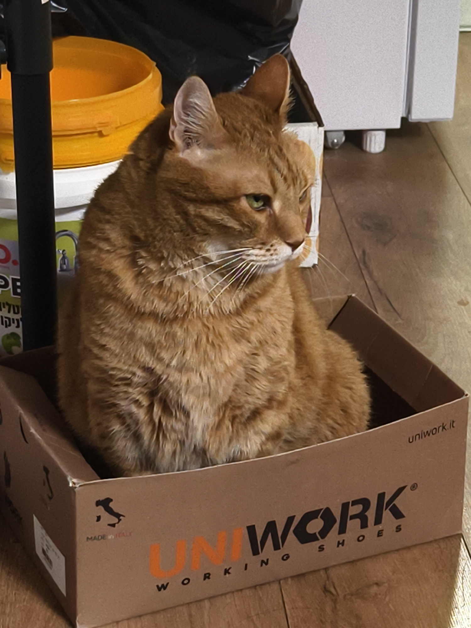 A medium-sized orange tabby cat sits inside a cardboard box labeled "UNIWORK WORKING SHOES" with the website "uniwork.it" and "MADE IN ITALY" printed on it. The box is located on a wooden floor inside a building in the city of Petah Tikva, Israel. Behind the box are an orange bucket and a black trash bag. A black pole is present to the left of the bucket. Part of a cabinet is visible in the background.