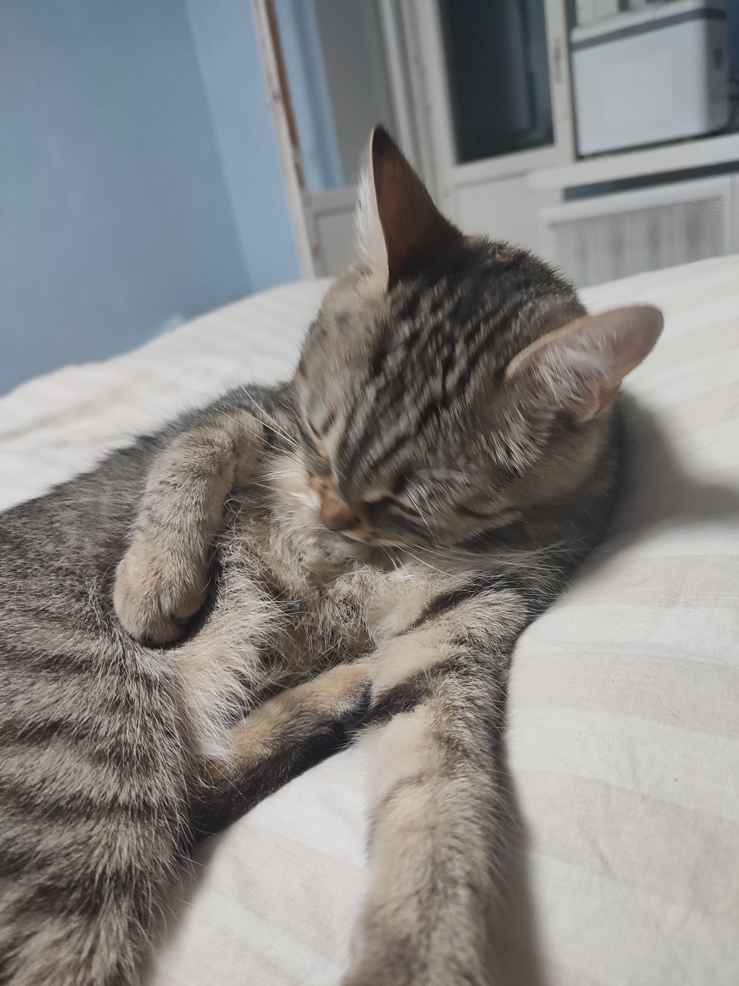 A tabby cat is lying on a white striped sheet. The cat is grooming itself with one paw raised to its face. A window with white frames and an air conditioner unit are visible in the background. The location is unknown.