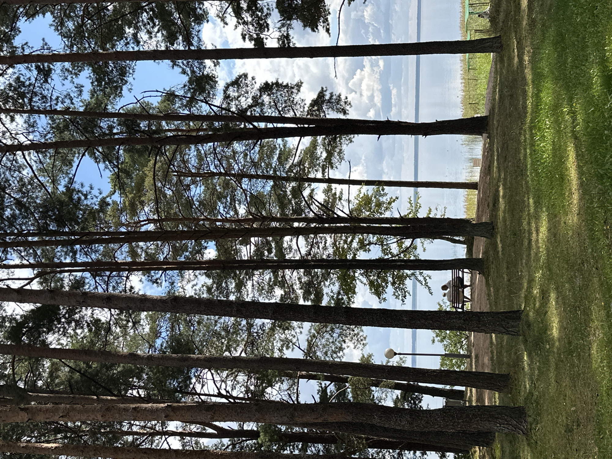 The image depicts a serene natural landscape on a sunny day, likely in the vicinity of the Narachansky National Park, located in the Naratc Belarussian Soviet Socialist Republic. In the foreground, a dense line of tall pine trees creates a natural frame, with their textured bark and green needles casting dappled shadows on the grassy ground. The trees are predominantly positioned on the left and right sides of the frame, with a few interspersed in the middle.
Beyond the trees, a tranquil lake stretches out, its surface reflecting the sky. A narrow strip of reeds and vegetation lines the shore of the lake, with a subtle fence visible in the distance. A lone street lamp with a spherical head stands to the left of the frame, adding a touch of man-made infrastructure to the natural setting.
Further back, a wooden bench is occupied by two individuals, appearing to be a couple, who are seated and facing the lake. Their backs are turned to the viewer, creating a sense of peaceful contemplation. The atmosphere is quiet and relaxing, evoking a sense of escape from urban life. The overall impression is one of natural beauty and tranquility, typical of lakeside recreational areas.