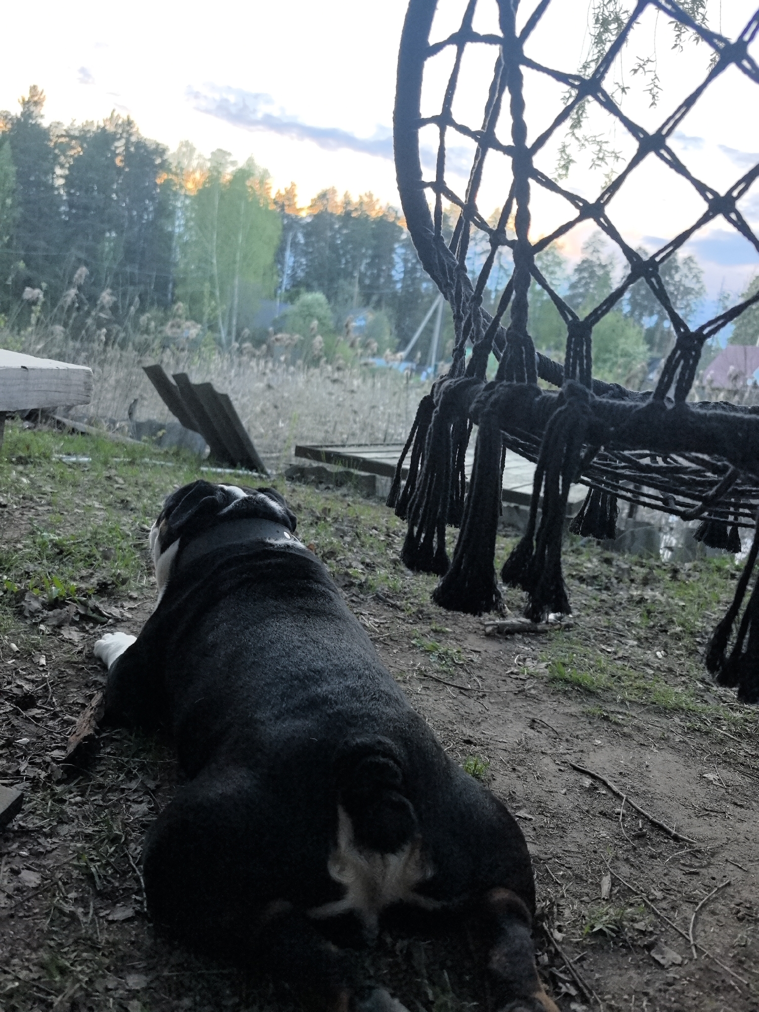 A black and white bulldog is lying on the ground next to a black macrame hammock chair in an outdoor setting. The location appears to be a rural area near Noviy, Russia, as indicated by the presence of trees and vegetation in the background. The sky suggests it is either sunrise or sunset. The ground is covered with dirt, grass, and small pieces of wood debris. A few wooden structures are visible in the background, partially obscured by the hammock chair and vegetation.