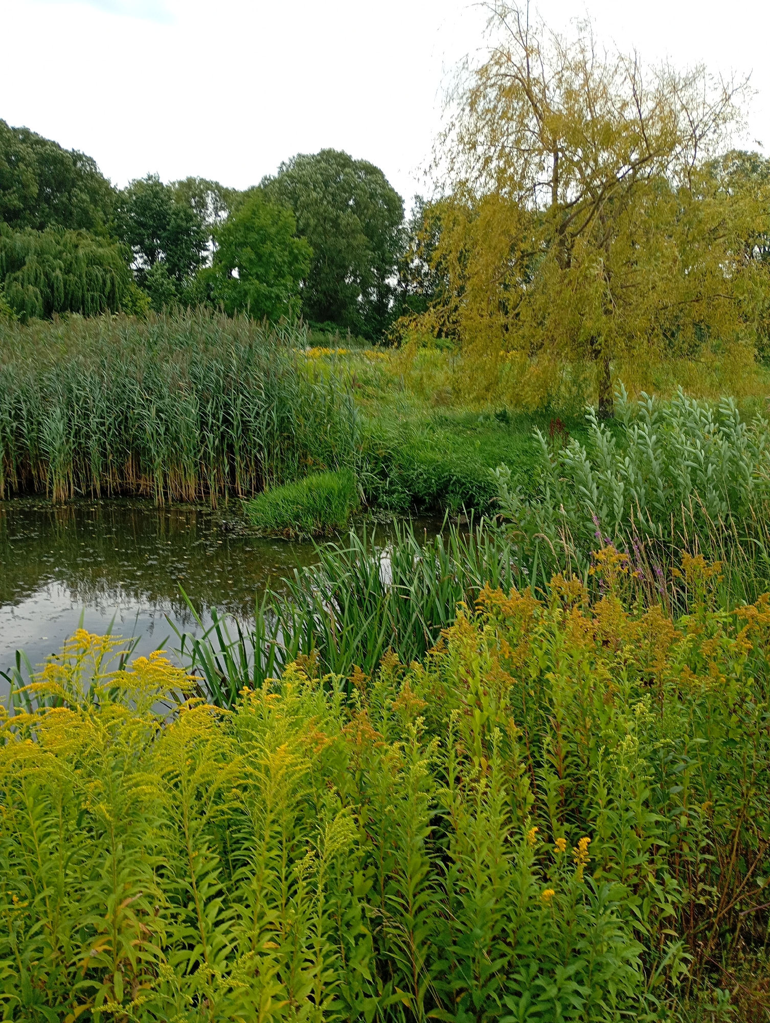 The image depicts a natural scene with a body of water, abundant vegetation, and trees. In the foreground, tall, green plants with yellow flowers are prominent, growing densely. To the left, a calm body of water reflects the surrounding greenery and the overcast sky. Behind the water, a wall of tall, green reeds stands, forming a dense barrier. Further back, a weeping willow tree with yellowing leaves droops over the reeds and water. The background is filled with a variety of trees, some with dark green foliage and others with lighter, possibly autumnal, hues. The overall environment suggests a park or natural reserve. The image's location in Białystok, Poland, is not visually discernible from the photograph itself; this information must be provided externally. There are no people or discernible actions captured in the scene.