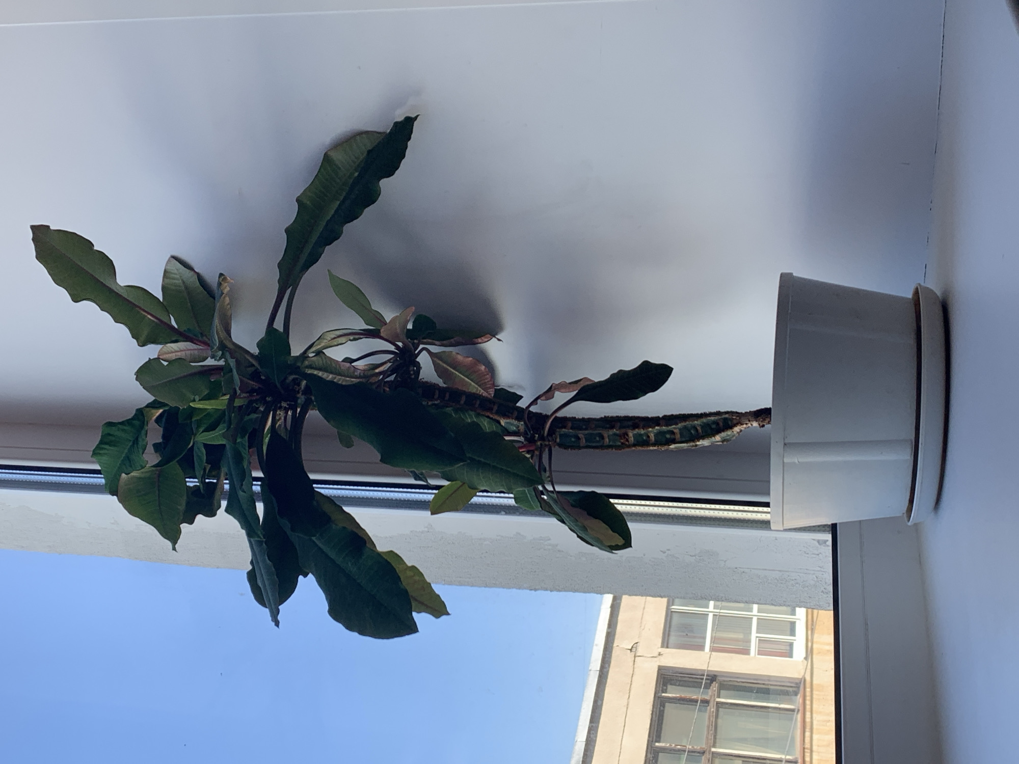 A potted Euphorbia leuconeura (Madagascar Jewel) sits on a window sill in Severodvinsk, Russia. Outside the window is a clear blue sky and a building with multi-paned windows. The plant's leaves are primarily green with reddish undersides. The pot is white. The sill is also white.