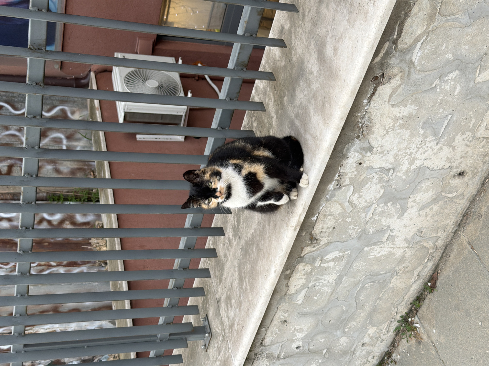A calico cat rests on a concrete ledge. The ledge runs parallel to a metal railing constructed of horizontal bars. Behind the railing is a brown wall with a white air conditioning unit. The surface below the ledge transitions from rough concrete to a more refined, paved surface with a line of greenery separating the two. The location is presumed to be Pleven, Bulgaria.