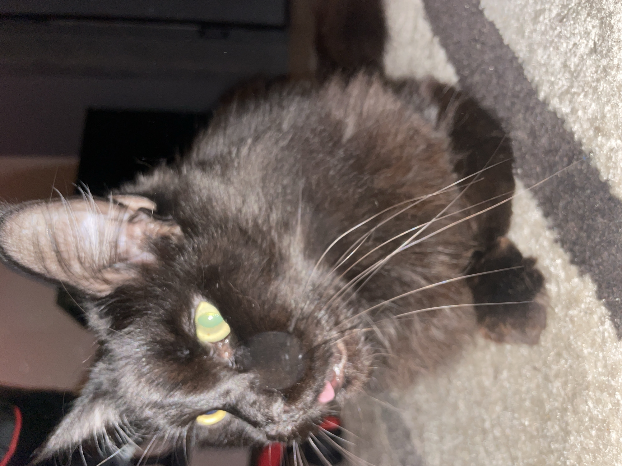 A close-up, angled shot captures a black cat lying on a patterned rug. The cat has green eyes, long white whiskers, and its tongue is slightly visible. The background includes a dark, indistinct surface, possibly a piece of furniture. There is no evidence to suggest the location is Chaikovsky, Russia. The description focuses solely on the visual information within the image.