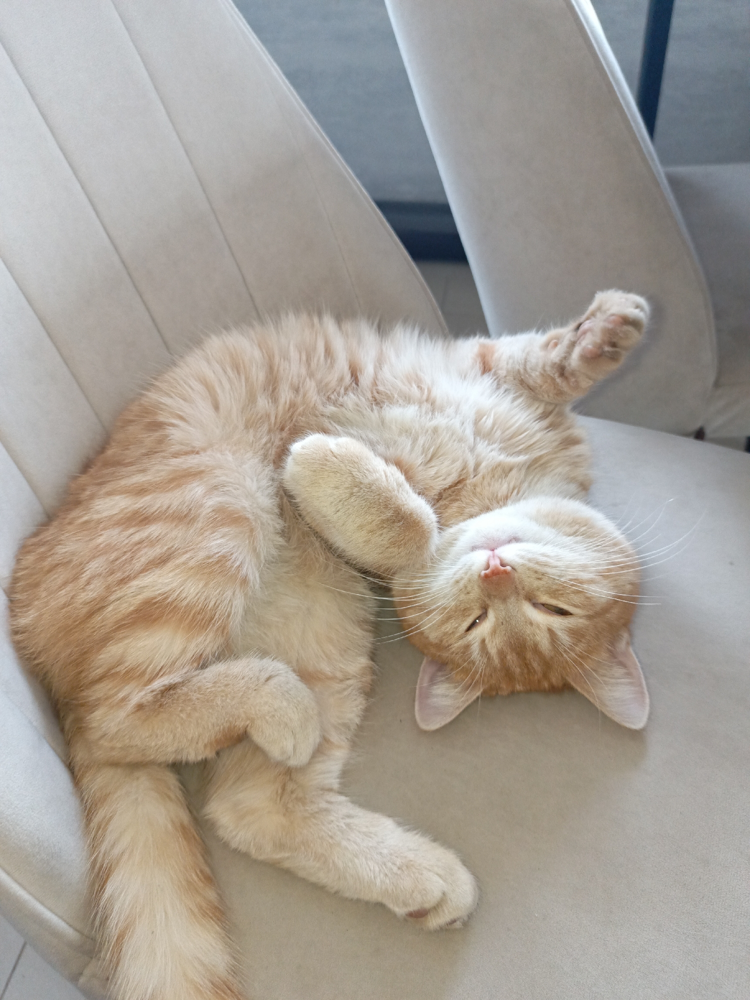 A domestic shorthair cat, orange tabby in color, is lying on its back on a light-colored chair. The cat's paws are crossed, and its eyes are partially closed. The location is not identifiable as Noviy, Russia, based on the image.