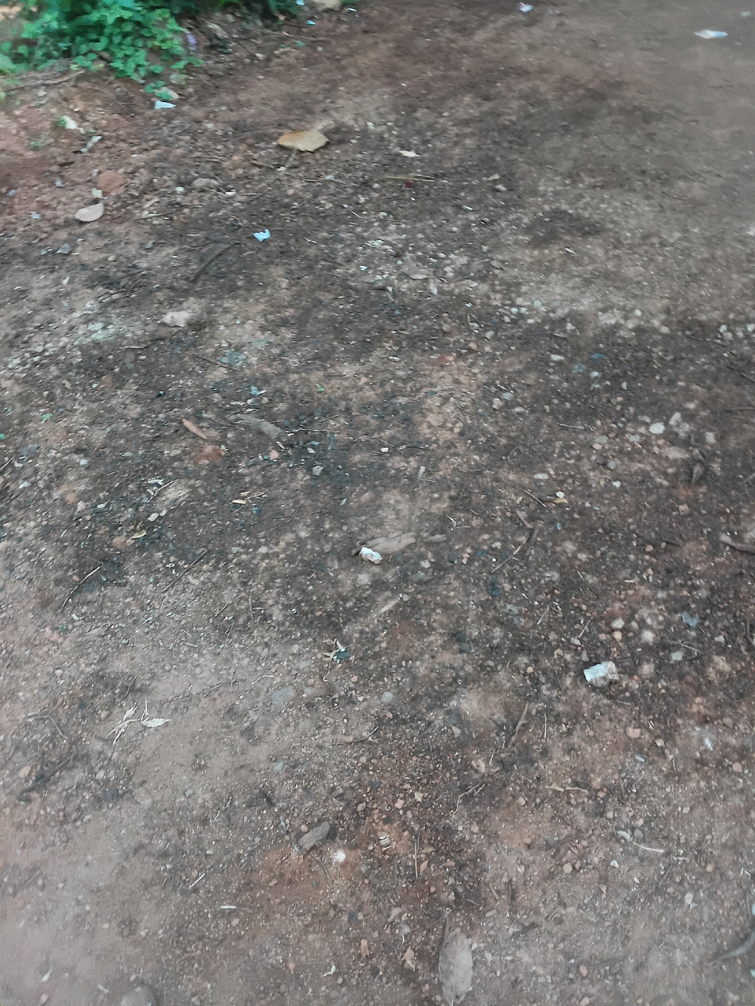 The image depicts a close-up, downward-facing view of a dirt and gravel path in Chalissery, India. The ground is uneven, with loose soil, small pebbles, and scattered debris. A few dry leaves are visible, along with some small, unidentifiable bits of trash. In the upper left portion of the image, a patch of green foliage suggests vegetation growing nearby. The overall impression is of a natural, somewhat unkempt outdoor area. There are no people or animals visible in the frame, and no specific actions or interactions can be discerned. The lighting is natural, suggesting an outdoor daytime scene.