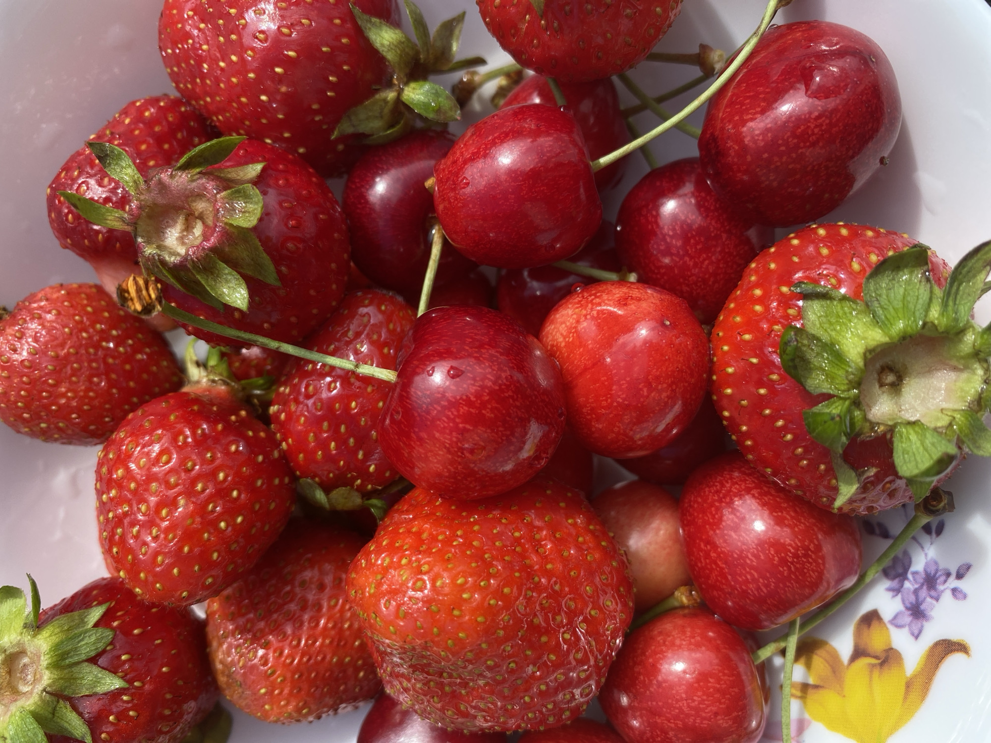 A close-up, overhead shot shows a collection of ripe strawberries and cherries in a white bowl with a floral pattern. The fruits are predominantly red, with a few lighter pink or orange hues from the strawberries. The strawberries are scattered throughout the bowl, some with their green leafy tops still attached, while others have been hulled. Their surfaces are textured with small seeds. The cherries are round and shiny, with some exhibiting tiny water droplets on their skins. A few green stems are visible, extending from the cherries. The bowl is partially visible at the bottom of the frame, revealing a delicate design of yellow and purple flowers. The lighting suggests natural daylight, creating subtle shadows and highlights on the fruits.