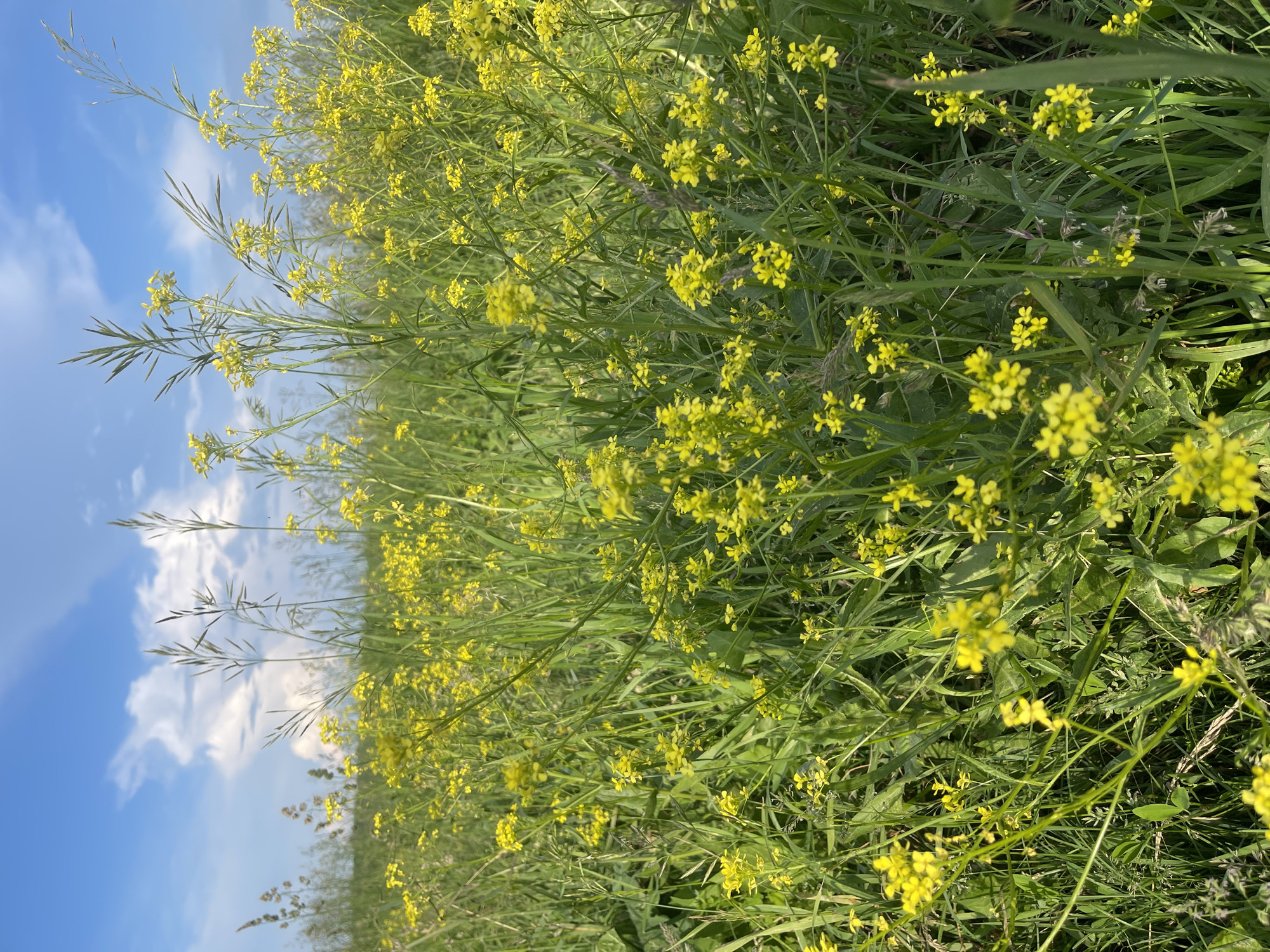 A vertical, eye-level medium shot captures a field of wild yellow flowers and tall grasses under a partly cloudy blue sky. The foreground is dominated by the vibrant yellow flowers, with their delicate petals clustered on thin green stems. The flowers are densely packed, creating a textured carpet of yellow and green. In the background, the grasses grow taller, their thin stalks reaching towards the sky. The sky above is a bright blue, punctuated by scattered white clouds that are illuminated by the sun. The scene appears to be a natural landscape, possibly a meadow or a roadside verge, indicative of the rural setting of Il'inka, Russia. No people or animals are visible in the frame. The lighting suggests it is daytime, likely late morning or early afternoon. The focus is sharp on the flowers in the foreground, with a slight softening of detail in the background grasses and sky.