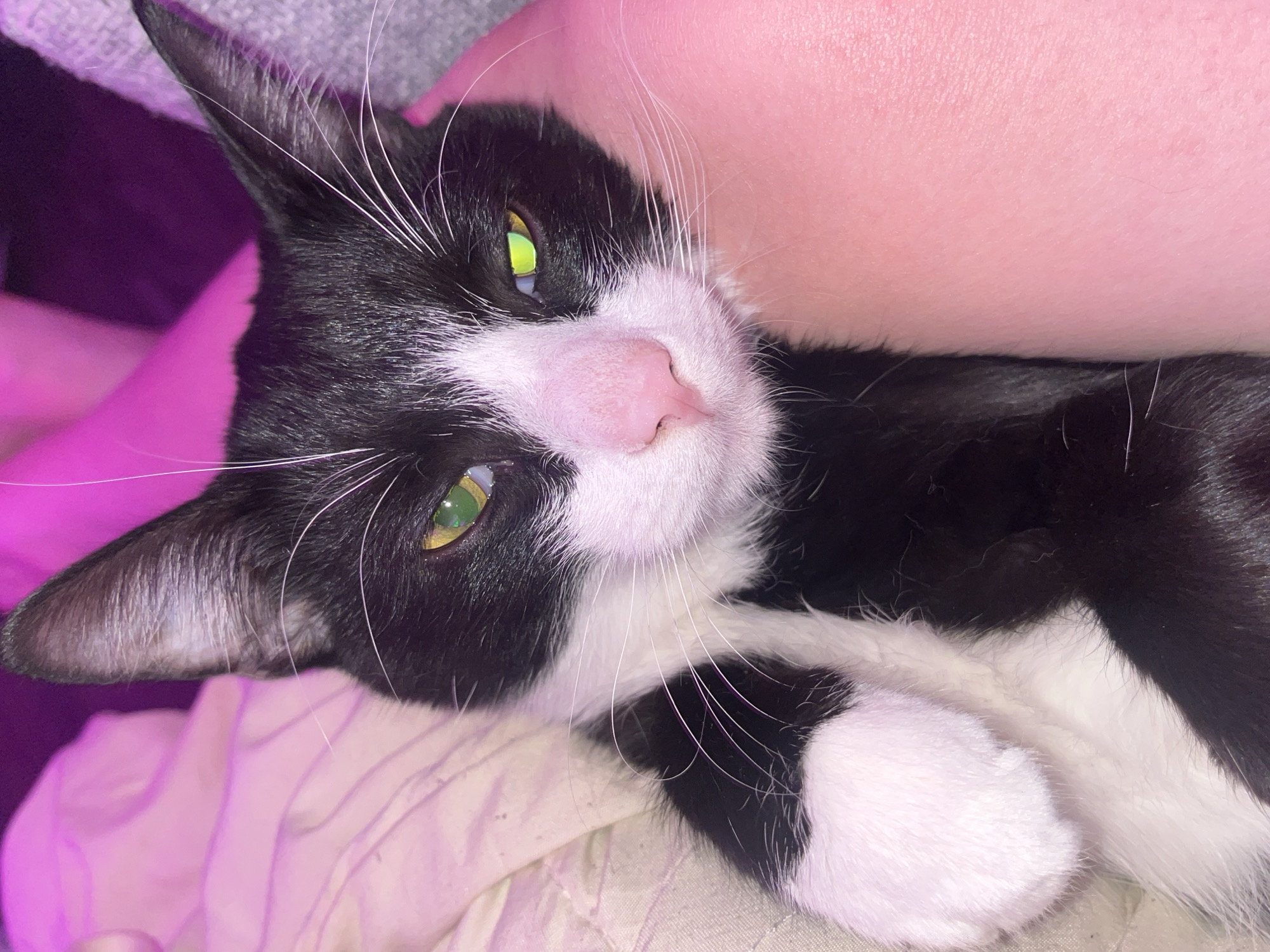 A close-up shot of a black and white cat lying down. The cat has a pink nose, green eyes, and white whiskers. The cat is resting against a light-colored surface that appears to be fabric or clothing. The lighting has a pink hue. The image does not contain any information to suggest its location is Saint Petersburg, Russia.