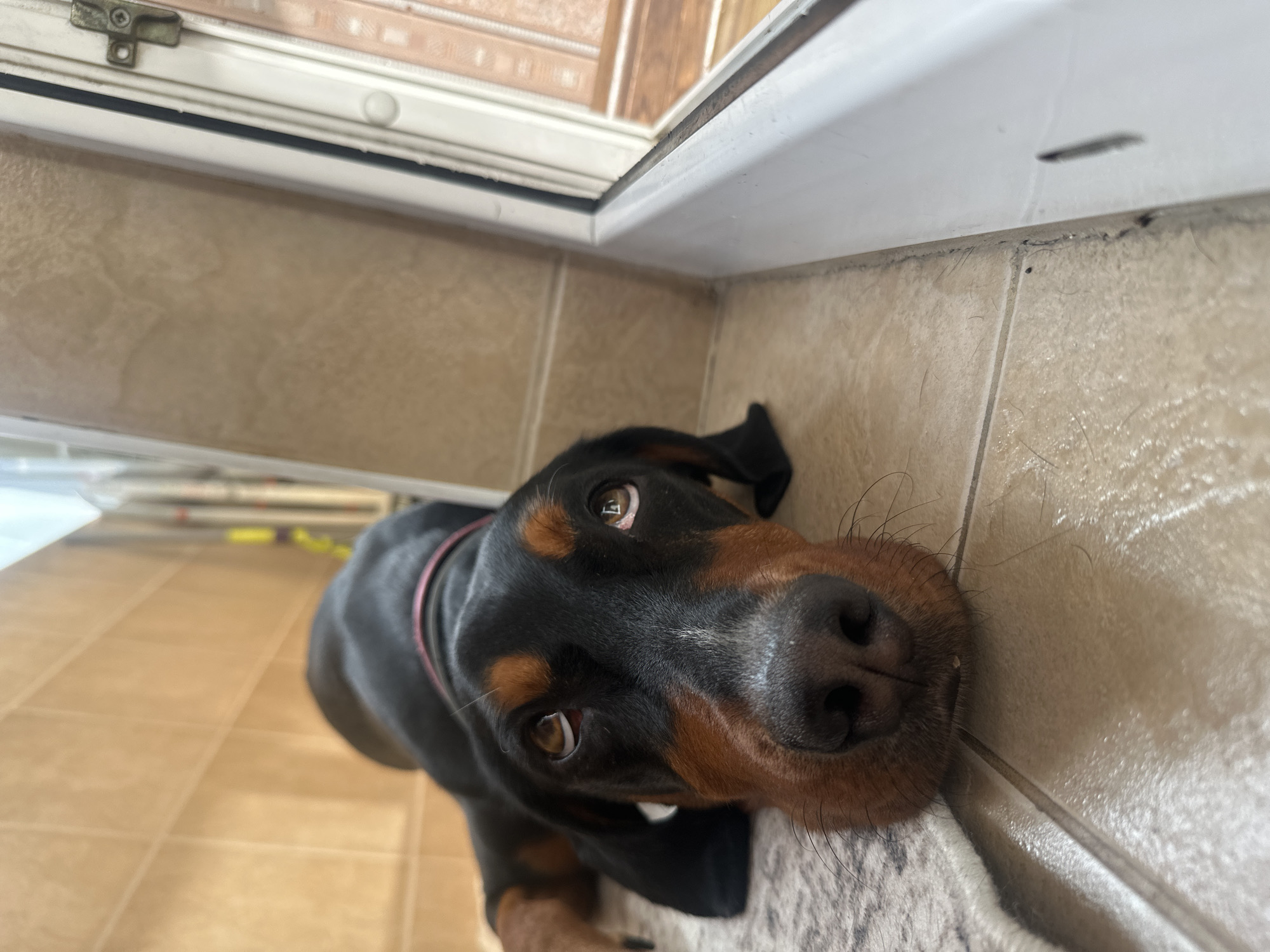 A black and tan Doberman Pinscher puppy with a red collar lies on a gray and white rug near a wall tiled with tan square tiles. The puppy is positioned close to the lower-right corner of the frame, with its face near the bottom edge and its body extending diagonally toward the upper-left corner. A white window frame is in the upper portion of the image. The location cannot be confirmed without further information.