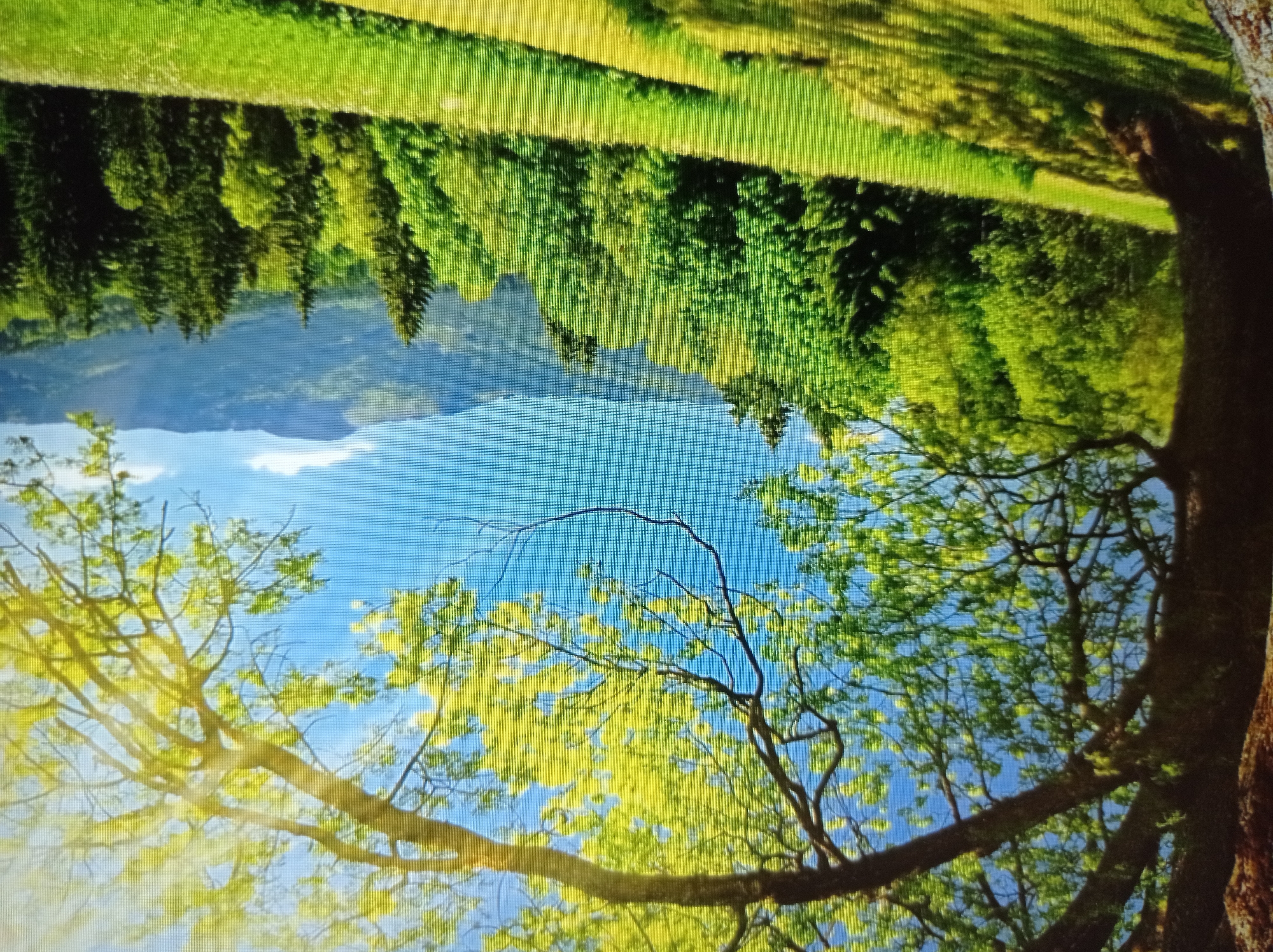 The image depicts a vibrant, sun-drenched landscape. In the foreground, a large tree trunk is partially visible on the left, with its branches arching over the scene. The branches are adorned with bright green leaves, some of which are backlit by the sun, creating a luminous effect. Beyond the tree, a lush green meadow slopes gently upwards, dotted with patches of shadow.
In the middle ground, a dense forest of various shades of green trees stretches across the landscape. Coniferous trees are interspersed with deciduous trees, creating a textured and varied woodland.
The background features rolling hills and mountains, their peaks softly defined against a clear blue sky. The sun is a prominent element, casting bright rays through the leaves and illuminating the scene.
There are no people or animals visible in the image. The scene is devoid of any man-made structures or any indication of an urban environment.
The image is a pastoral landscape, likely representing a natural setting such as a park or countryside. There is no visual information that would suggest a specific location within Mukachevo, Ukraine.