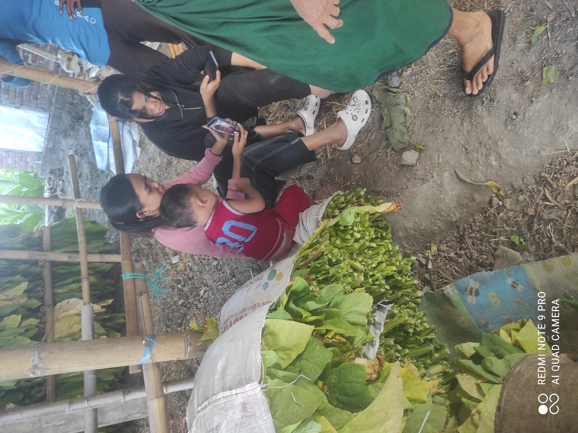 In Lekor, Indonesia, a group of individuals, including two women and a young child, are gathered outdoors. The child, wearing a red shirt with the number "30" in blue, is seated between the two women. One woman is wearing a pink top, and the other is in a black jacket. Both women are engaged with a mobile phone, with one holding it and the other looking at the screen. A pile of harvested green leaves, likely tobacco, is visible in the foreground, covered by a large white sack. The background shows a structure made of bamboo poles and what appears to be dried tobacco leaves hanging. The ground is uneven and dusty. A person in a blue shirt and dark pants stands to the right. Another person, partially visible, is wearing a green garment.