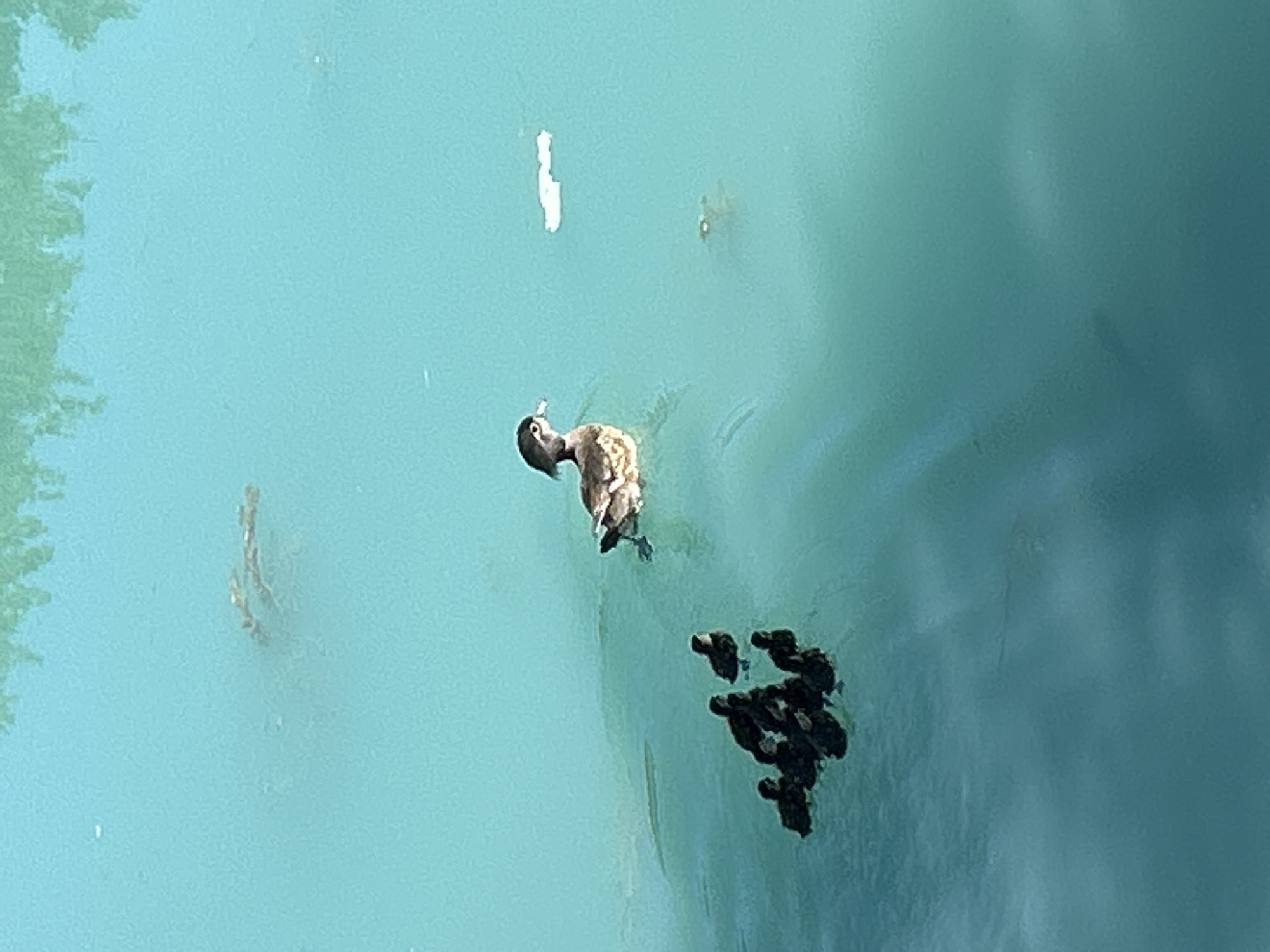 A mother duck swims in a calm, turquoise body of water, likely a pond or lake, with her brood of ducklings following closely behind. The ducklings are a dark, fluffy mass, clustered together as they trail their mother. The mother duck is in the foreground, facing left, with her head dipped slightly into the water as if searching for food. Her feathers are a mix of brown and white, and she appears alert. To the left of the mother duck, another duck is partially visible, its form elongated and submerged. In the background, a faint, light-colored object floats on the surface of the water, possibly debris. The overall scene evokes a sense of tranquility and the natural rhythm of wildlife. The presence of trees on the left edge of the frame suggests a natural, perhaps park-like, setting. The lighting indicates it is daytime, with the sun casting a gentle glow on the water. The location is identified as Montreal, Canada.