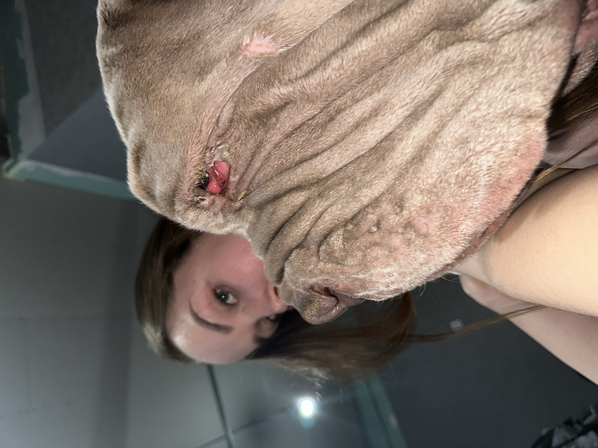 A close-up shot features a woman holding a Shar Pei dog, focusing on the dog's head. The dog has wrinkly, light brown fur. There is a growth, possibly a cherry eye or a tumor, protruding from the corner of its eye. The woman's face is partially visible behind the dog. The background is blurry. This image does not appear to be taken in Pirogovo, Russia. The location is unknown based on the information in the photograph.
