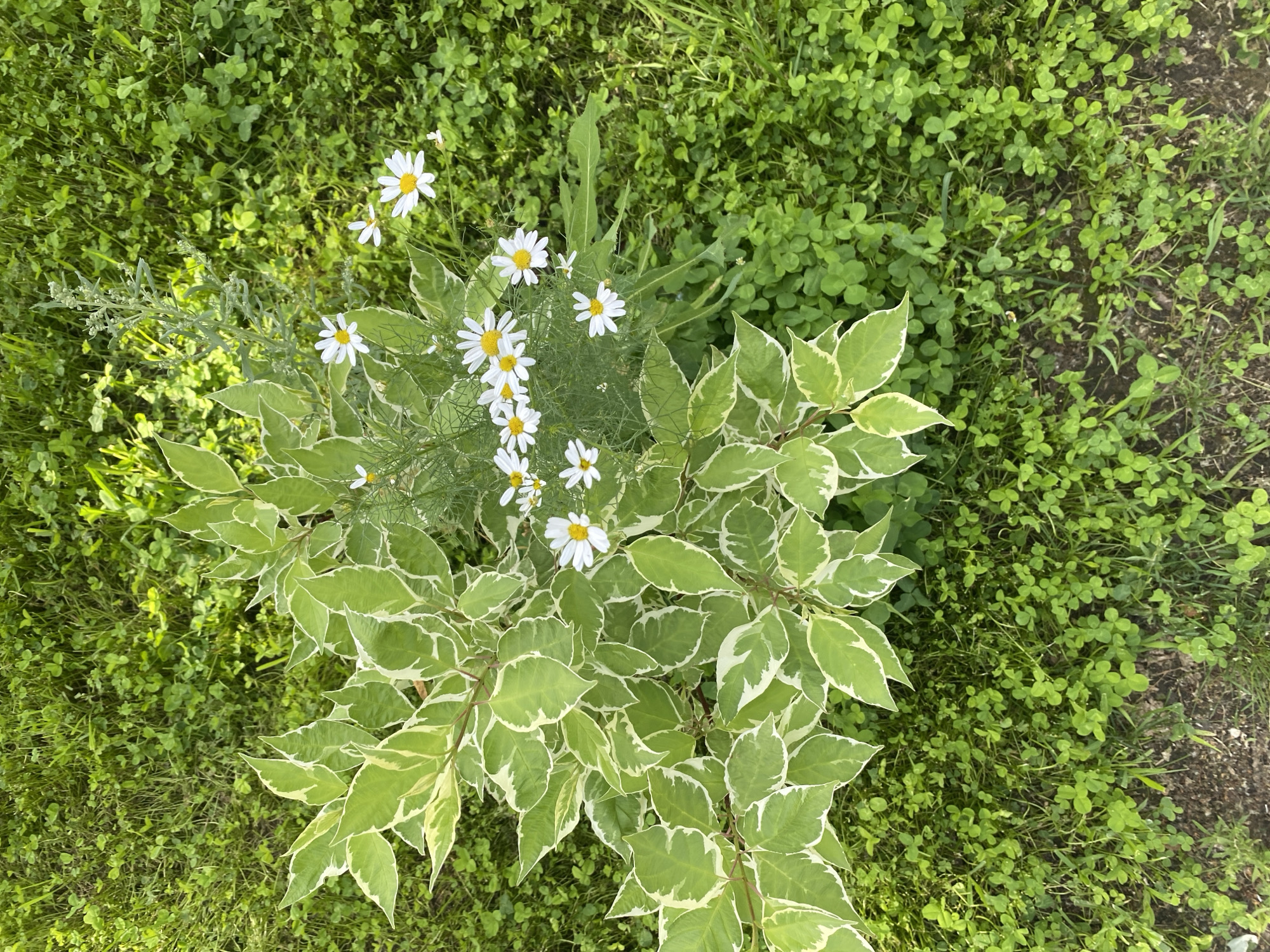 A top-down shot shows a white-flowered plant with variegated green and white leaves. The plant is situated in an area of lush green grass and clover, with some dry soil patches visible at the bottom left. Several small white daisies with yellow centers are blooming among the plant's foliage.