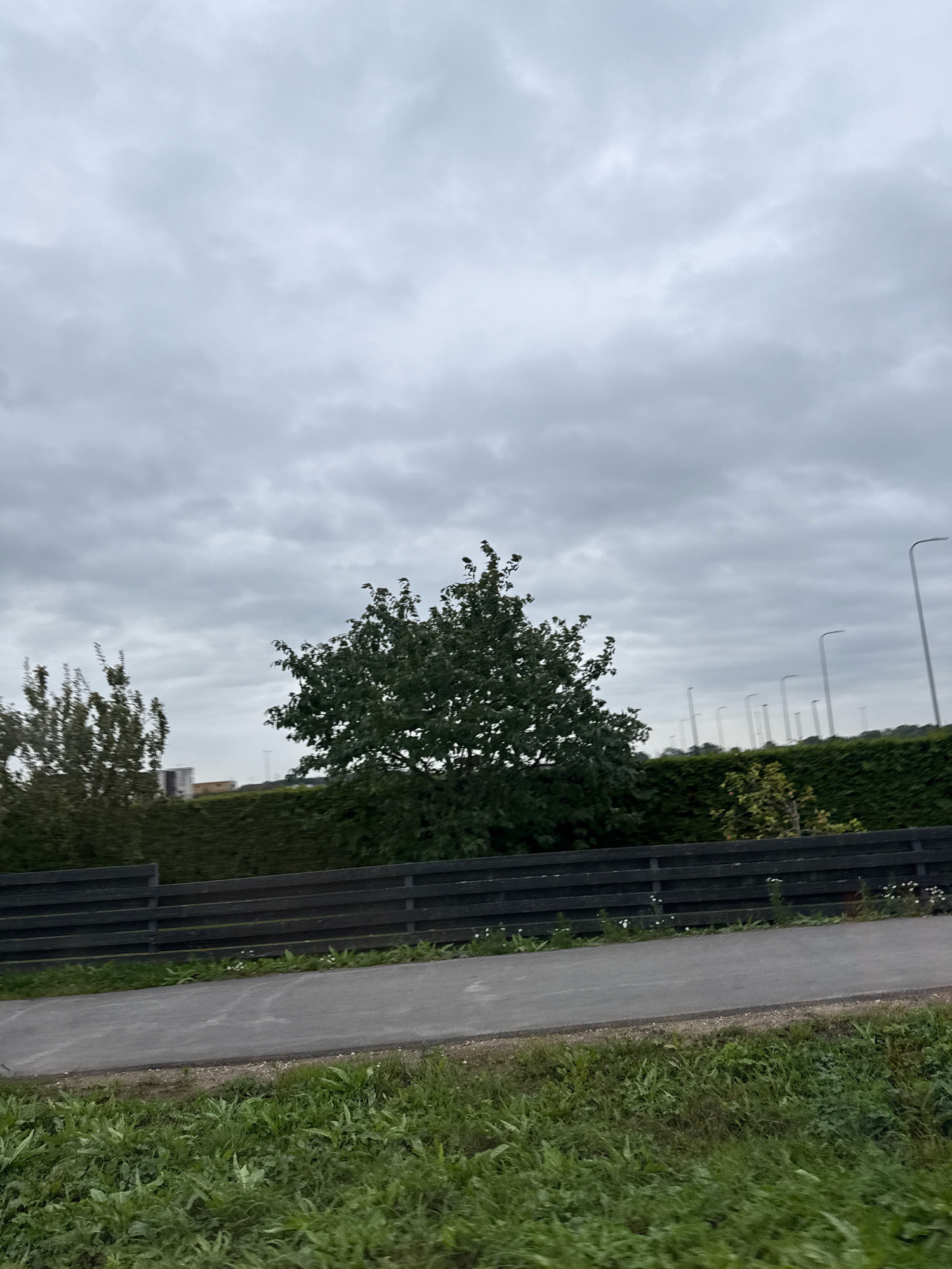 The image depicts an outdoor scene with a cloudy sky. In the foreground, there is a grassy area with green grass and some scattered white flowers. Behind the grass is a dark wooden fence, followed by a paved pathway. Beyond the pathway, there is a dense, dark green hedge. In the middle ground, a medium-sized deciduous tree with dark green leaves stands out against the hedge. To the left of this tree, another smaller tree with sparser foliage is visible. In the background, a line of tall, thin streetlights stretches across the horizon. Further in the distance, what appear to be industrial buildings or structures can be seen. The overall environment suggests a semi-urban or suburban setting in Järveküla, Estonia, likely on an overcast day. No people or animals are present in the frame.