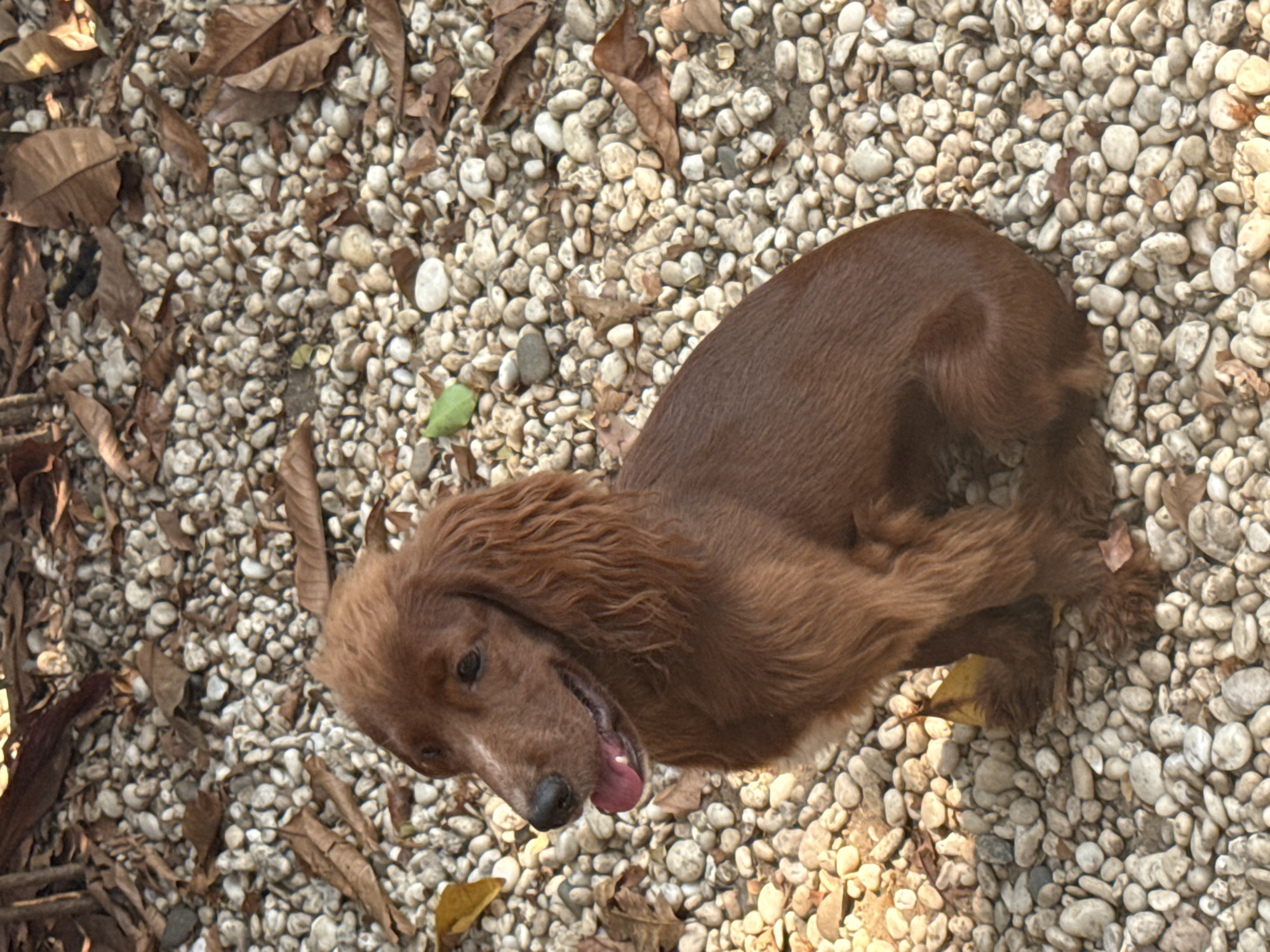 The image depicts a brown dog lying on a surface covered with small, light-colored pebbles and scattered brown leaves. The dog appears to be resting, with its mouth slightly open and tongue visible. The background suggests an outdoor setting, potentially in the city of Chang Phueak, Thailand.