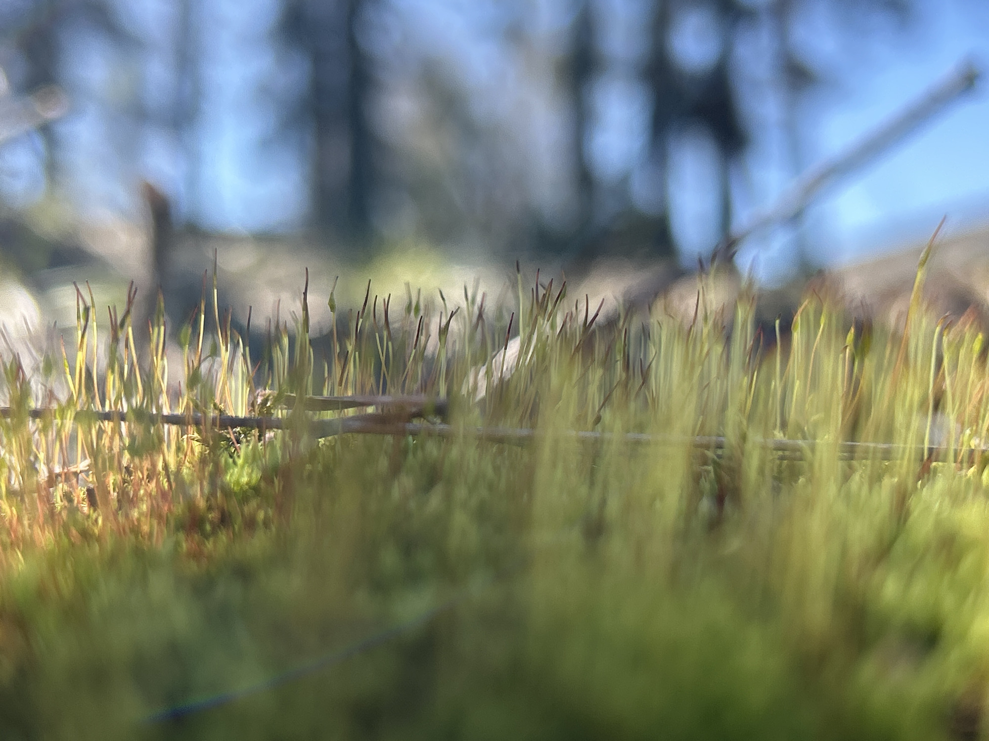 The image depicts a close-up view of moss with elongated capsules. The moss is predominantly green, with some areas showing reddish hues. Thin, brown stems of the moss capsules rise above the main body of the moss. A fallen twig or small branch rests among the stems. The background is significantly out of focus, but hints of trees and a blue sky can be discerned. There is no indication of the location in the city of Noviy, Russia, or any people present in the image.