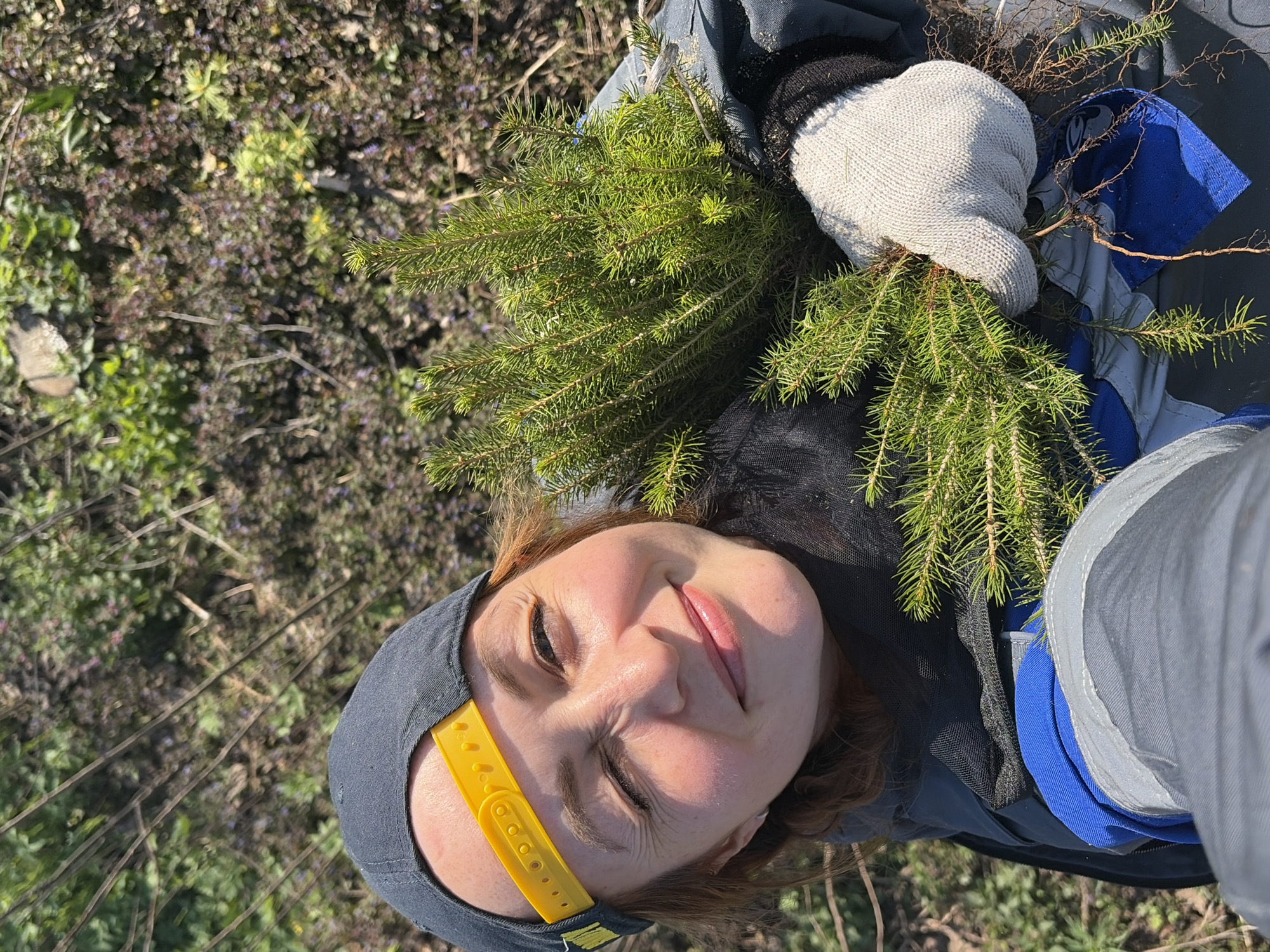 A woman is positioned in an outdoor setting in Ваньки, Russia. The image is taken from a tilted perspective, with the ground appearing in the background, comprised of a mix of low-lying vegetation.
The woman is wearing a dark-colored cap with a yellow strap. She is holding a bundle of small evergreen trees. One of her hands is covered with a white glove. She has fair skin, and her eyes are partially closed.
Part of a blue and grey backpack or utility bag is visible next to her, containing the saplings. The scene is naturally lit, indicating it is daytime.