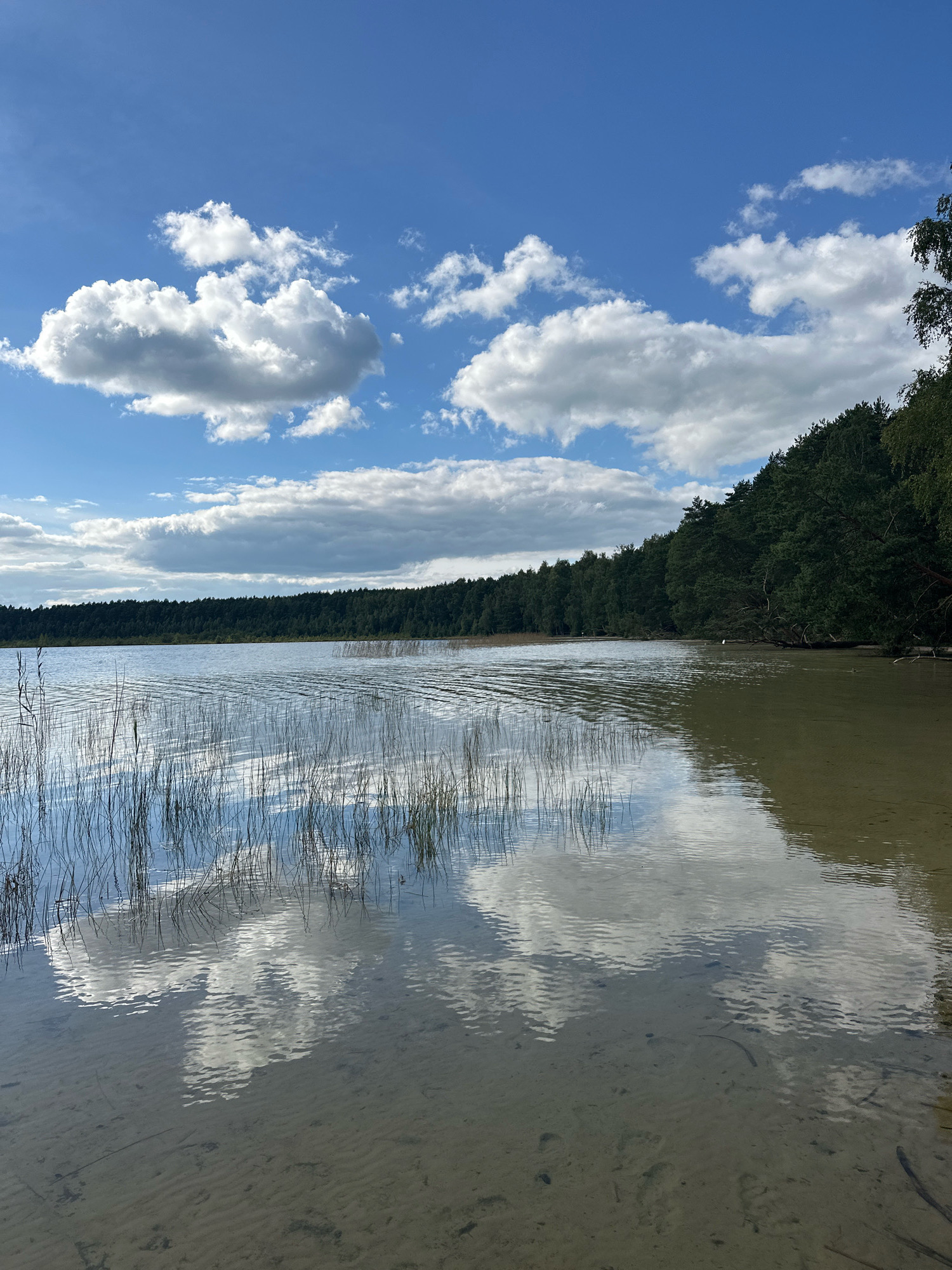 The image depicts a serene natural landscape, likely a lake or riverbank, under a bright blue sky dotted with fluffy white clouds. The water's surface is calm, with gentle ripples and clear reflections of the sky and surrounding vegetation. Tall, thin reeds grow out of the shallow water near the foreground, their reflections shimmering on the surface. The opposite bank is densely lined with a dark green forest, creating a stark contrast with the bright sky and water. The sandy bottom of the water is visible in the foreground, showing the texture of the sand and occasional small debris. The overall impression is one of tranquility and natural beauty.