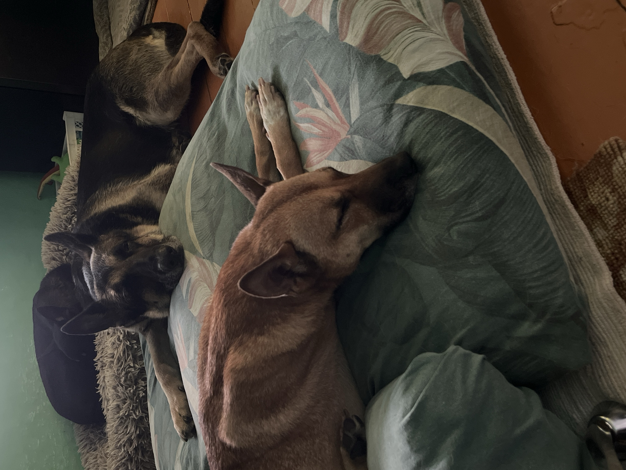 A German Shepherd and a reddish-brown dog are sleeping on a bed. The German Shepherd is in the background, with its head resting on a fluffy gray bed. The reddish-brown dog is in the foreground, sleeping on a bed with a floral print. A dark-colored dog is partially visible in the background, curled up on the gray bed. The environment appears to be indoors, with a green wall and wooden flooring visible. There is no discernible indication of the location being Nizhny Tagil, Russia.