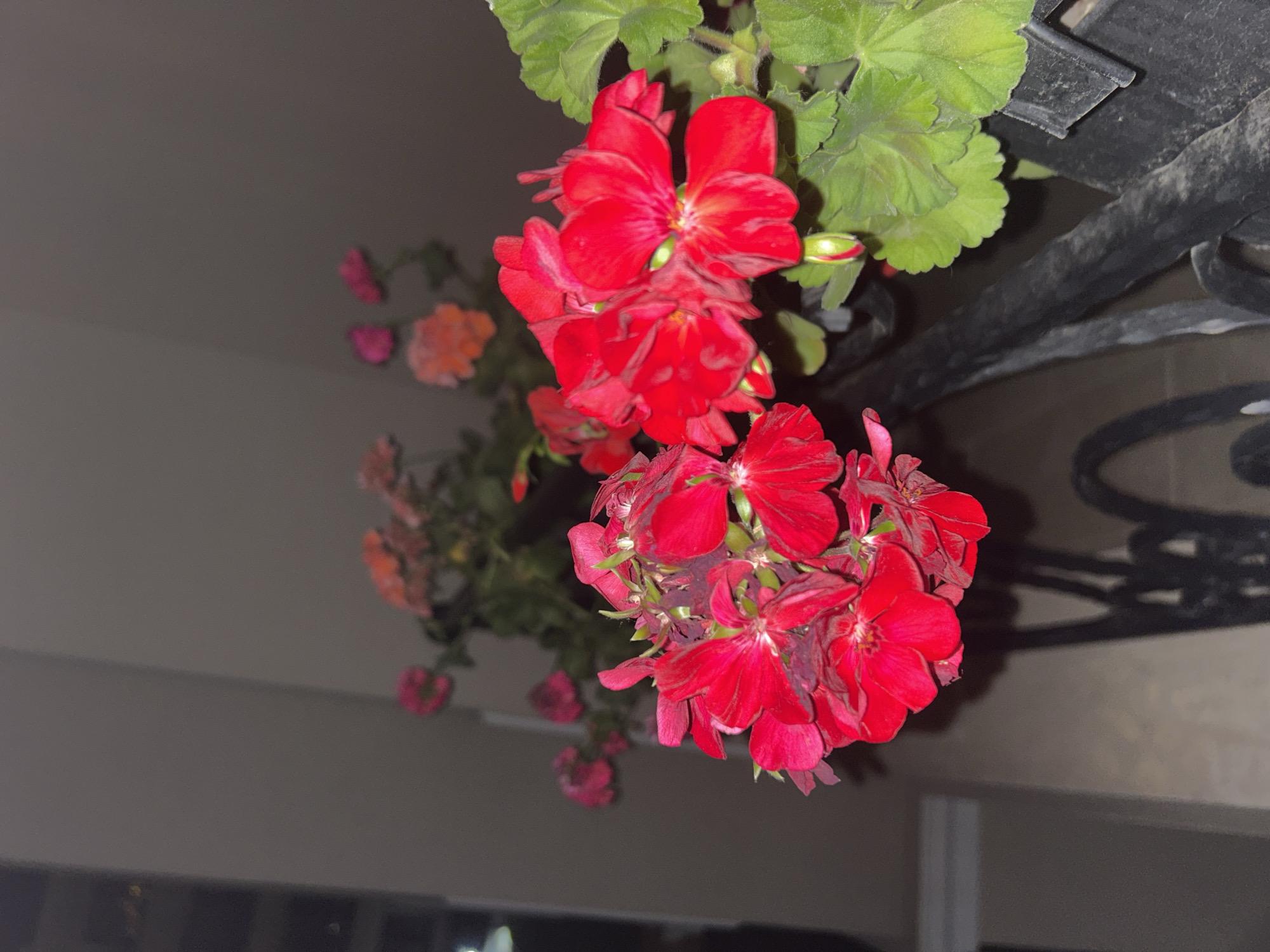 A close-up, low-angle photograph captures a cluster of vibrant red geranium flowers in bloom, with several other less distinct pink and orange flowers visible in the background. The flowers are growing in a planter, which is partially obscured by a black, ornate metal railing. The railing appears to be part of a balcony or a decorative fence. The background consists of a muted, light brown wall, possibly an exterior building facade. The lighting suggests it is either evening or a dimly lit interior space, casting soft shadows. There are no people present in the image. The scene is set outdoors in Plovdiv, Bulgaria.