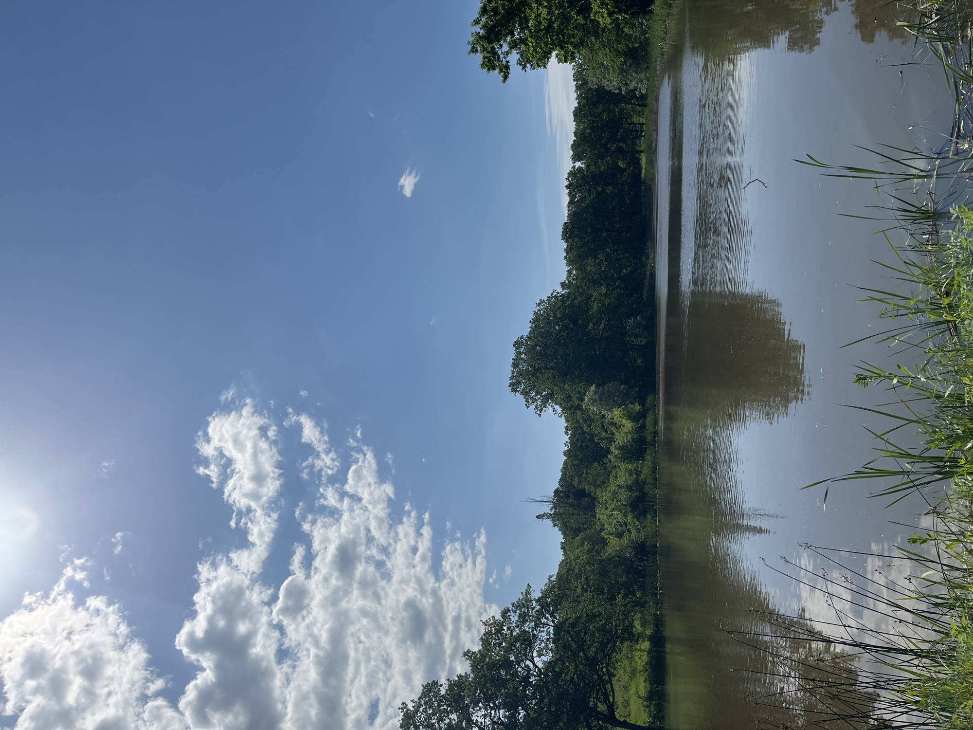 The image presents a landscape scene, likely near a body of water like a lake or a wide river. The foreground features reeds or tall grasses on the right side, suggesting a shoreline. Adjacent to this is the water surface, which appears calm with reflections of the sky and trees above. The middle ground consists of a dense line of trees, their foliage appearing lush and green. The background showcases a bright blue sky with scattered, fluffy white clouds. A prominent cluster of clouds is on the lower left, near a visible sun. The orientation of the image suggests it may have been taken with a mobile device. The presence of reeds, trees, and a water body suggests a rural or semi-rural location, but the image lacks distinct elements to pinpoint the specific city (Saratovskaya, Russia).