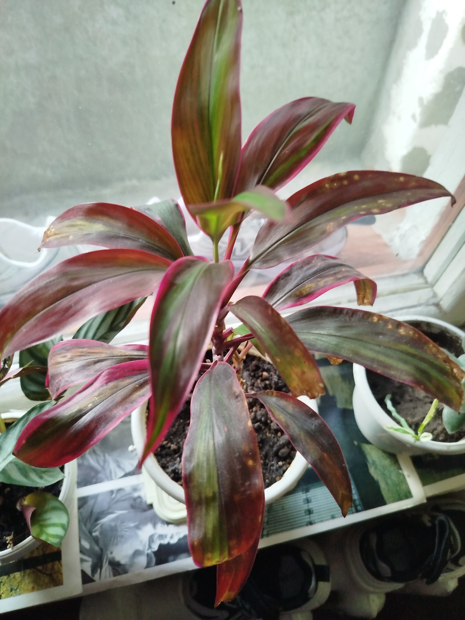 An indoor close-up photograph shows a red ti plant in a white pot, situated on a windowsill. The plant's long, pointed leaves display a gradient of deep red to green, with some leaves showing signs of browning and yellowing. The windowsill is decorated with a black and white magazine, and other potted plants are partially visible in the background. The lighting suggests an overcast day, casting a diffused light on the scene. The photograph was taken in Romny, Ukraine.