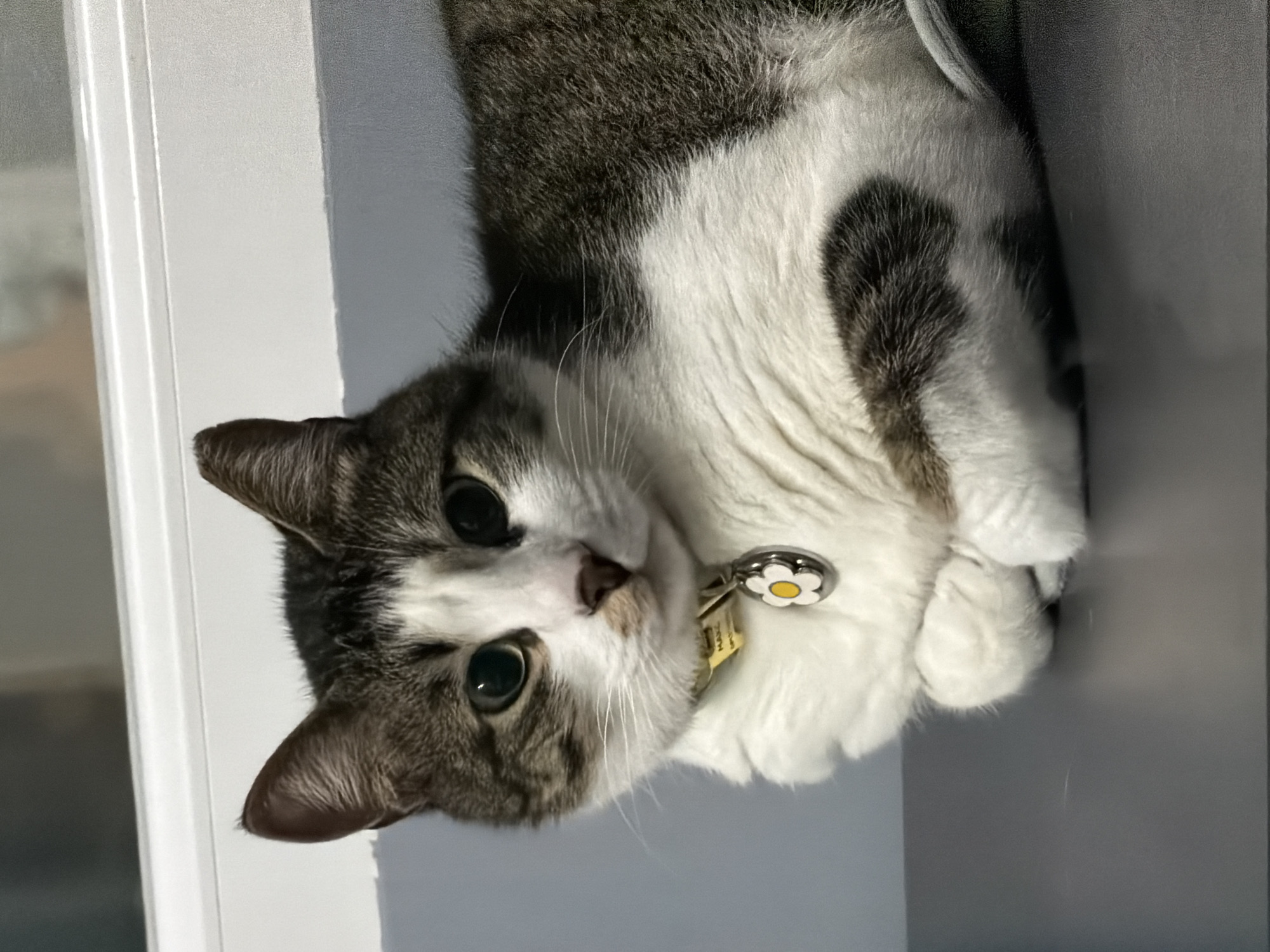 A close-up shot depicts a gray and white cat with green eyes, curled up between two vertical white surfaces, possibly walls or cabinets. The cat wears a yellow collar with a white daisy-shaped tag. The animal's face is turned toward the camera with a curious expression. The exact location in Burgas, Bulgaria, cannot be determined from the image alone.