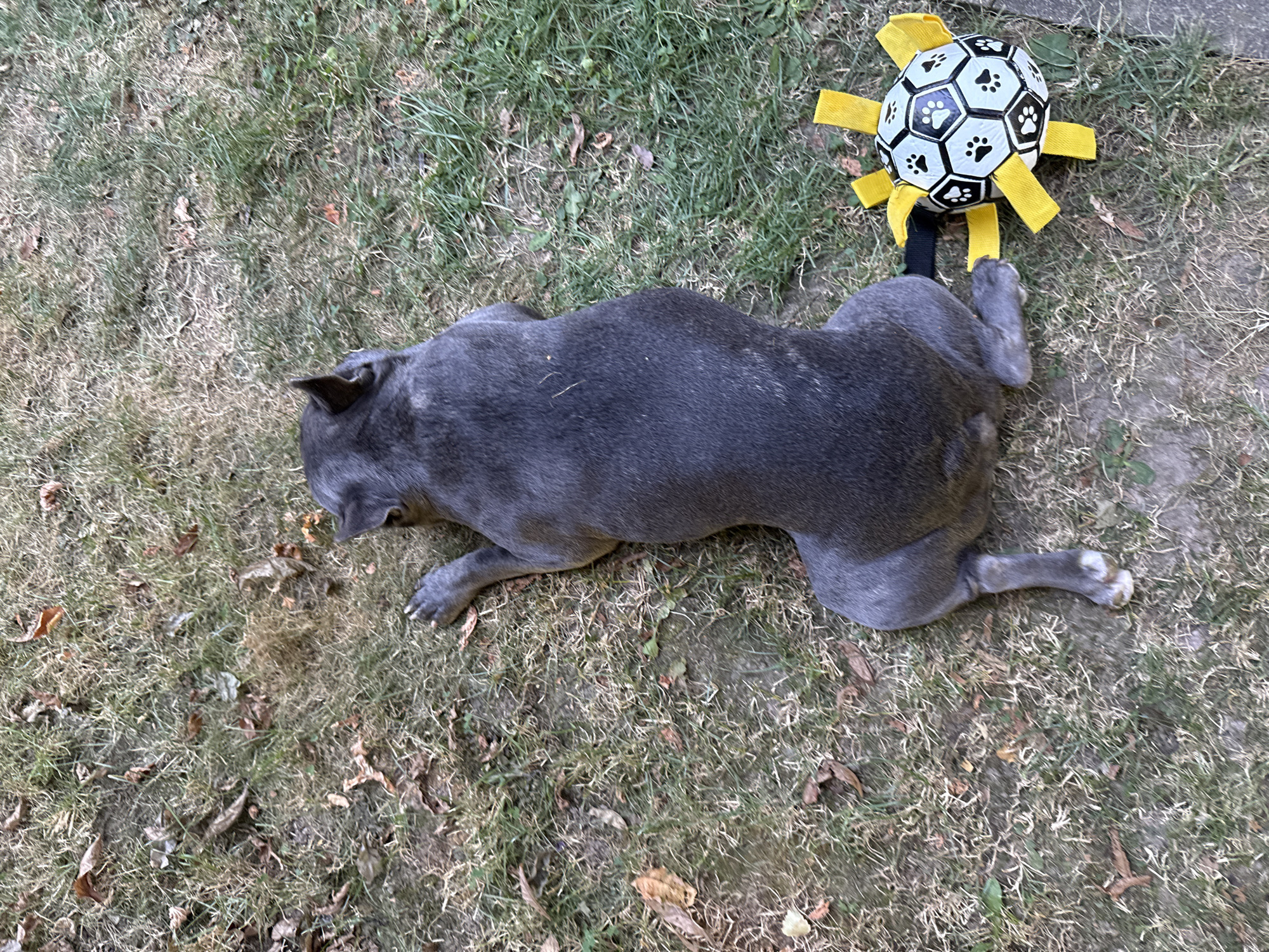 A short-haired, grey dog lies on the grass, facing away from the camera. The dog is positioned in the center of the frame. To the dog's right, a black and white soccer ball toy with yellow fabric attachments is visible. The ground is covered with dry grass and some fallen leaves. The scene appears to be outdoors in a backyard or park setting, likely in Bad Sachsa, Germany, given the mention of the city. The lighting suggests it could be daytime, possibly late afternoon or early morning due to the shadows.