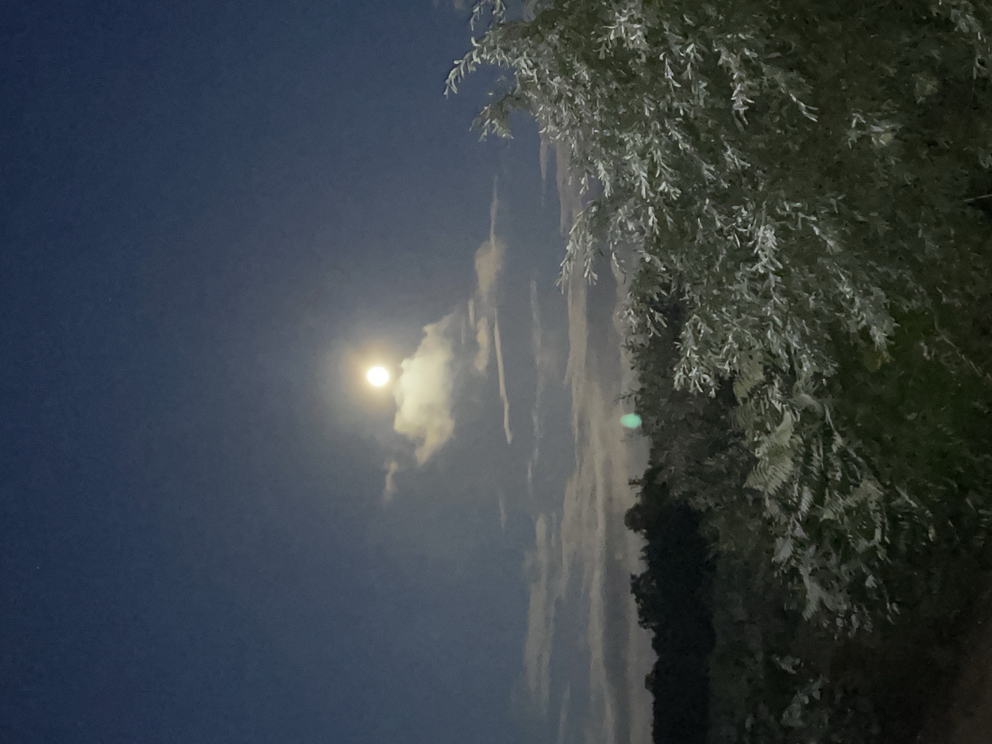 The image depicts a moonlit landscape with the moon prominently displayed in the upper center of the frame. The sky is a deep blue, with scattered clouds partially obscuring the moon. In the foreground, there is dense foliage, including ferns and leafy branches of a tree, which are illuminated by the moonlight. The background shows a dark silhouette of trees and vegetation, suggesting a rural or natural setting. There are no people or man-made structures clearly visible. The overall scene conveys a serene and tranquil nighttime atmosphere. The location is identified as Maiņas, Latvia, though no specific landmarks or urban features are evident to confirm this.