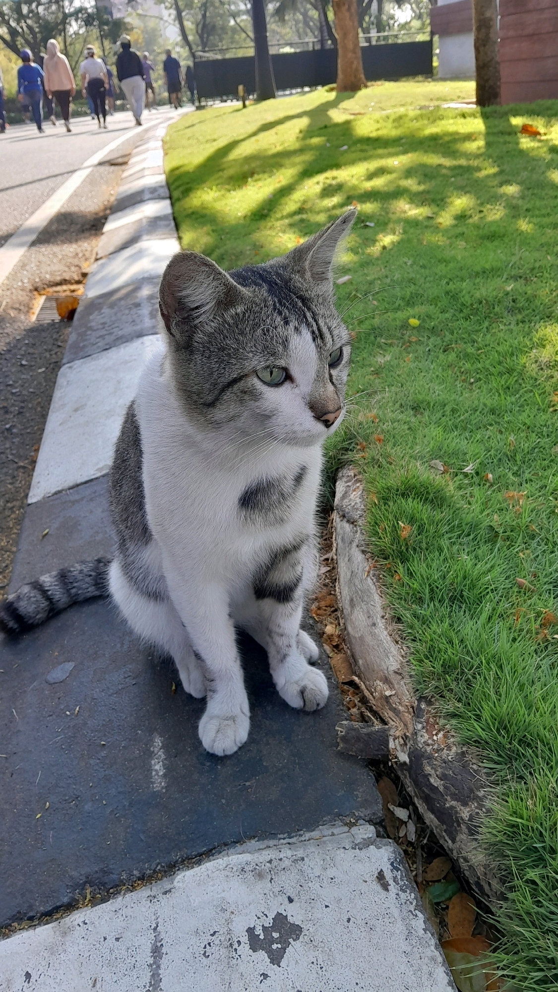 A tabby and white cat sits on a concrete curb next to a grassy area. The cat is facing to the right, with its green eyes looking slightly upward. Its left ear is perked up. Behind the cat, a paved path is visible, with several people walking in the distance. The path is lined with a striped curb. The grassy area appears to be a park or a landscaped area, with shadows from trees cast on the grass. A piece of weathered wood lies along the edge of the grass, near the cat. The scene is outdoors, with bright sunlight. The location is the city of Bandung City, Indonesia.
