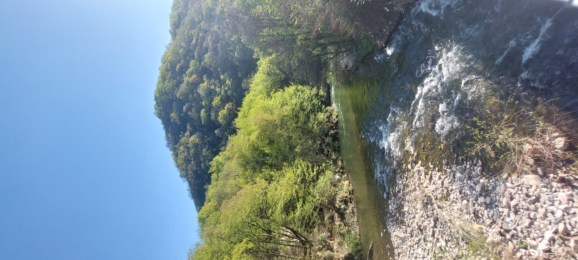 The image shows a scenic view of a river flowing through a forested area in Бачковски манастир, Bulgaria. The river, characterized by clear water and some rapids, runs alongside a rocky shoreline. A dense forest, composed of trees with lush green foliage, covers the adjacent hillside. The sky is clear and blue. The orientation of the image is vertical.