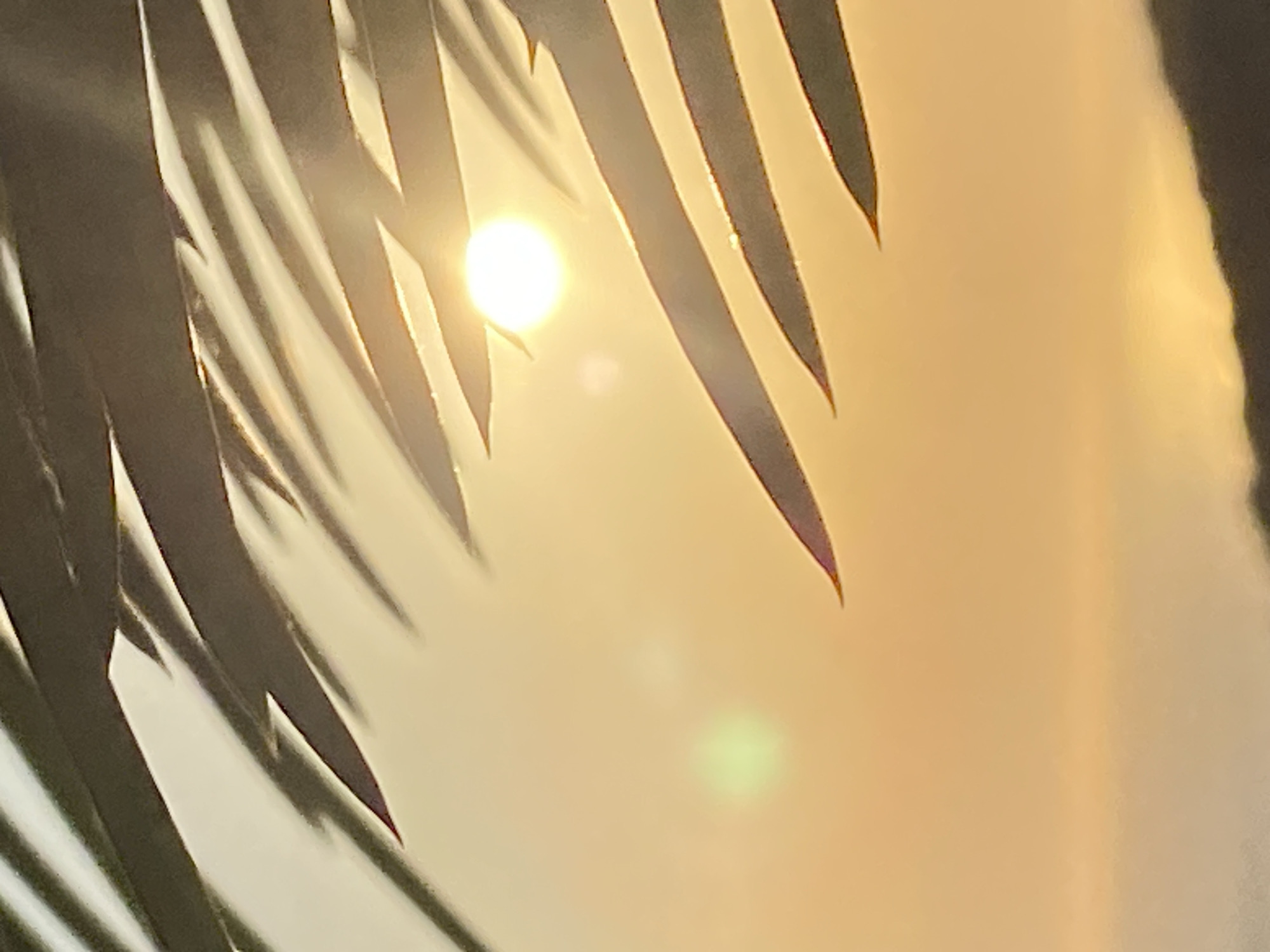 The image captures a close-up view of a sunset through palm fronds, with the sun appearing as a bright orb. The sky is a warm gradient of yellow and orange, creating a soft, hazy atmosphere. A subtle lens flare is visible on the left side of the frame, appearing as a green or yellowish smudge. The palm fronds are dark silhouettes against the bright sky, with sharp, pointed leaves creating a sense of depth and framing the celestial body. In the lower portion of the image, a dark, blurred landscape is visible, possibly indicating a horizon line or a distant mountain range. The overall impression is one of a serene and peaceful natural scene. This scene could be found in Kovačko Polje, Montenegro, a region known for its natural beauty and coastal landscapes.