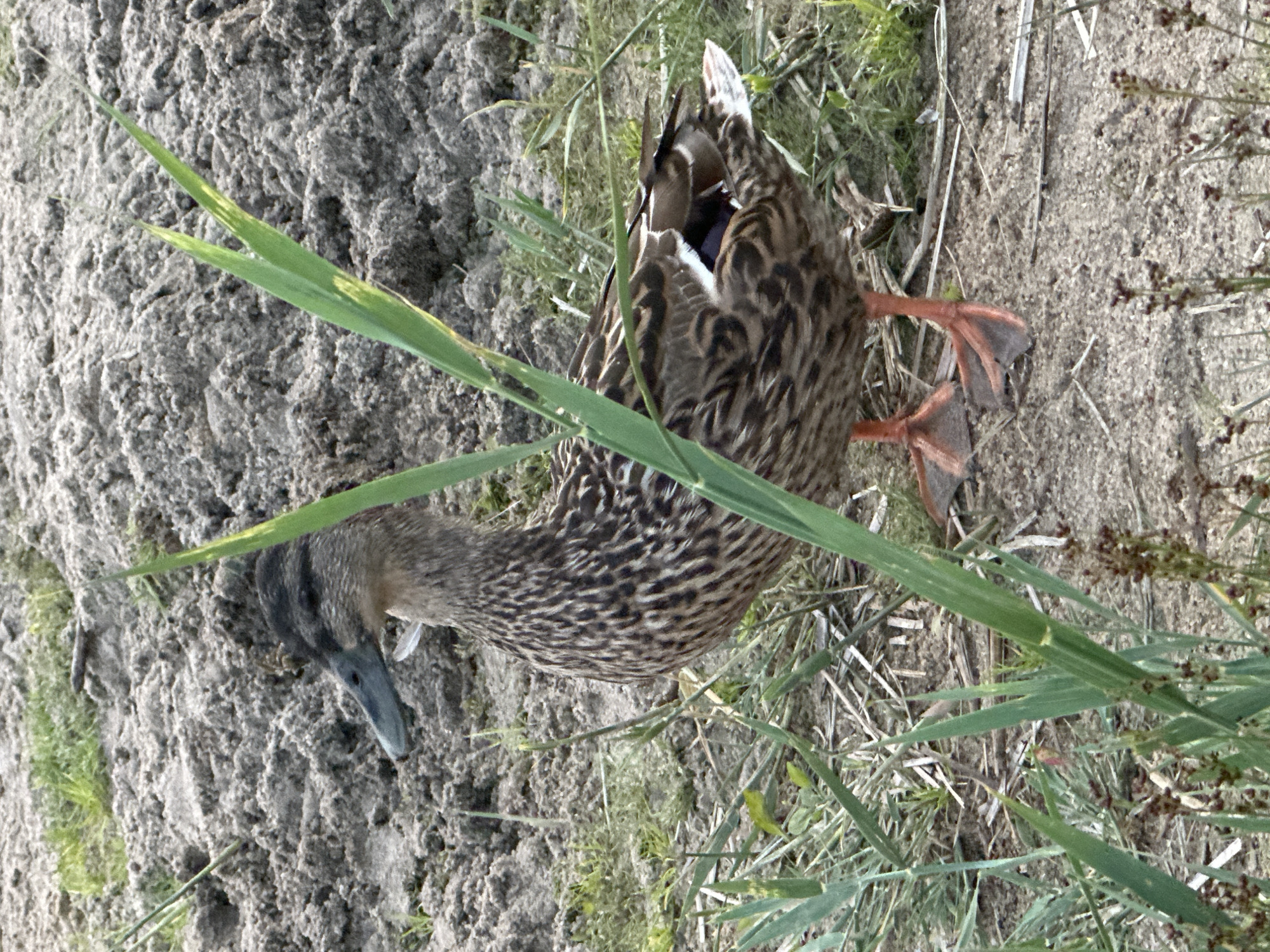 A female mallard duck stands on sandy ground with scattered dry grass and green blades of new growth. The duck is positioned in the center of the frame, facing left. Its plumage is mottled brown and black, with iridescent blue and white patches visible on its wings. The duck's legs and webbed feet are bright orange. The background consists of a rough, sandy embankment. There is no indication of the specific location within Tallinn, Estonia.